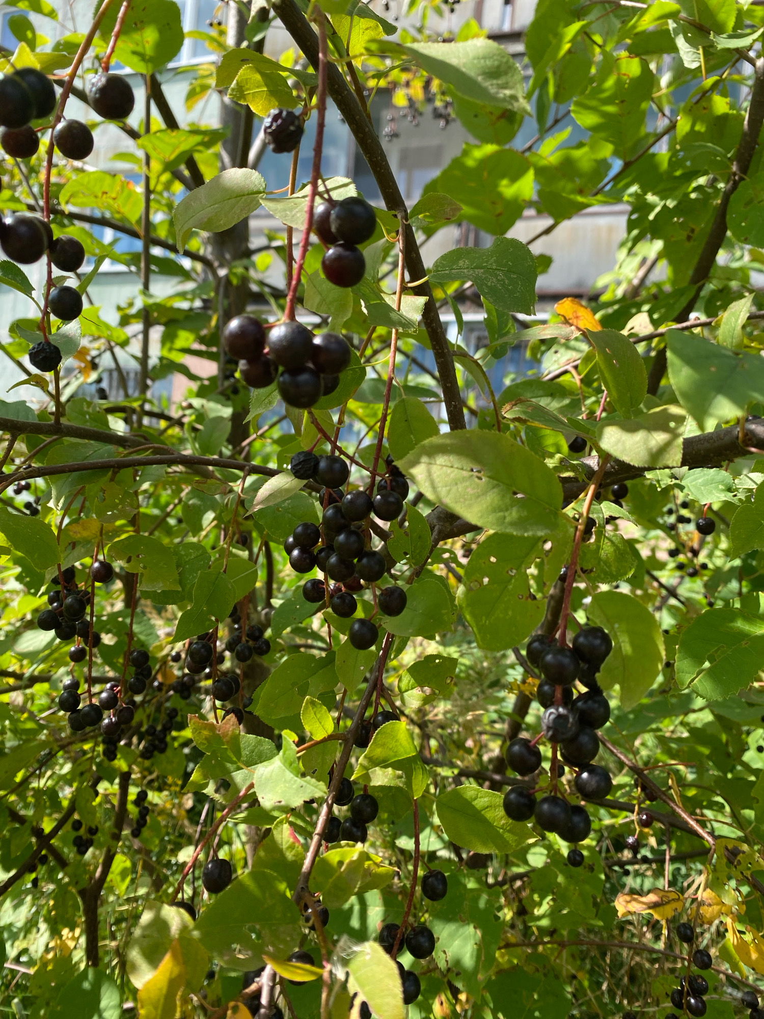 The image shows a close-up view of a tree with dark berries and green leaves. The berries are round and clustered on thin branches. Some leaves are green and healthy, while others show signs of yellowing or are partially decayed. The background is slightly blurred, suggesting a shallow depth of field. In the distance, a building with windows can be seen, indicating an urban or suburban setting. The lighting suggests it is daytime, with sunlight filtering through the leaves. The image appears to be taken in Ivanteyevka, Russia.