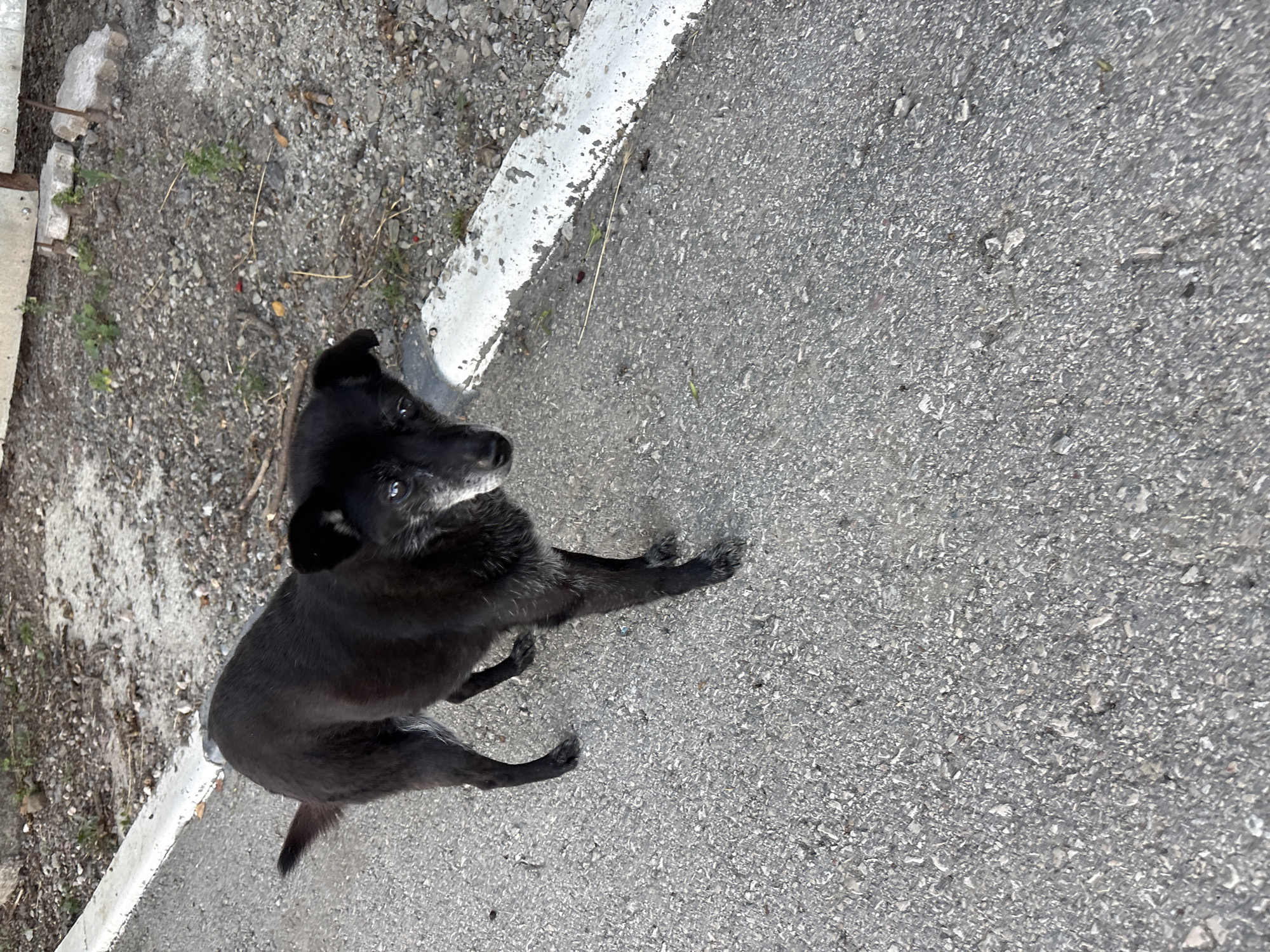A black dog with grey around its muzzle stands on asphalt. The dog is looking directly at the camera. The dog is in an outdoor environment, with gravel and dirt visible behind it, along with a concrete barrier with white paint along the top edge. The scene appears to be in a public area, possibly a street or sidewalk, in Malyi Mayak, Ukraine.