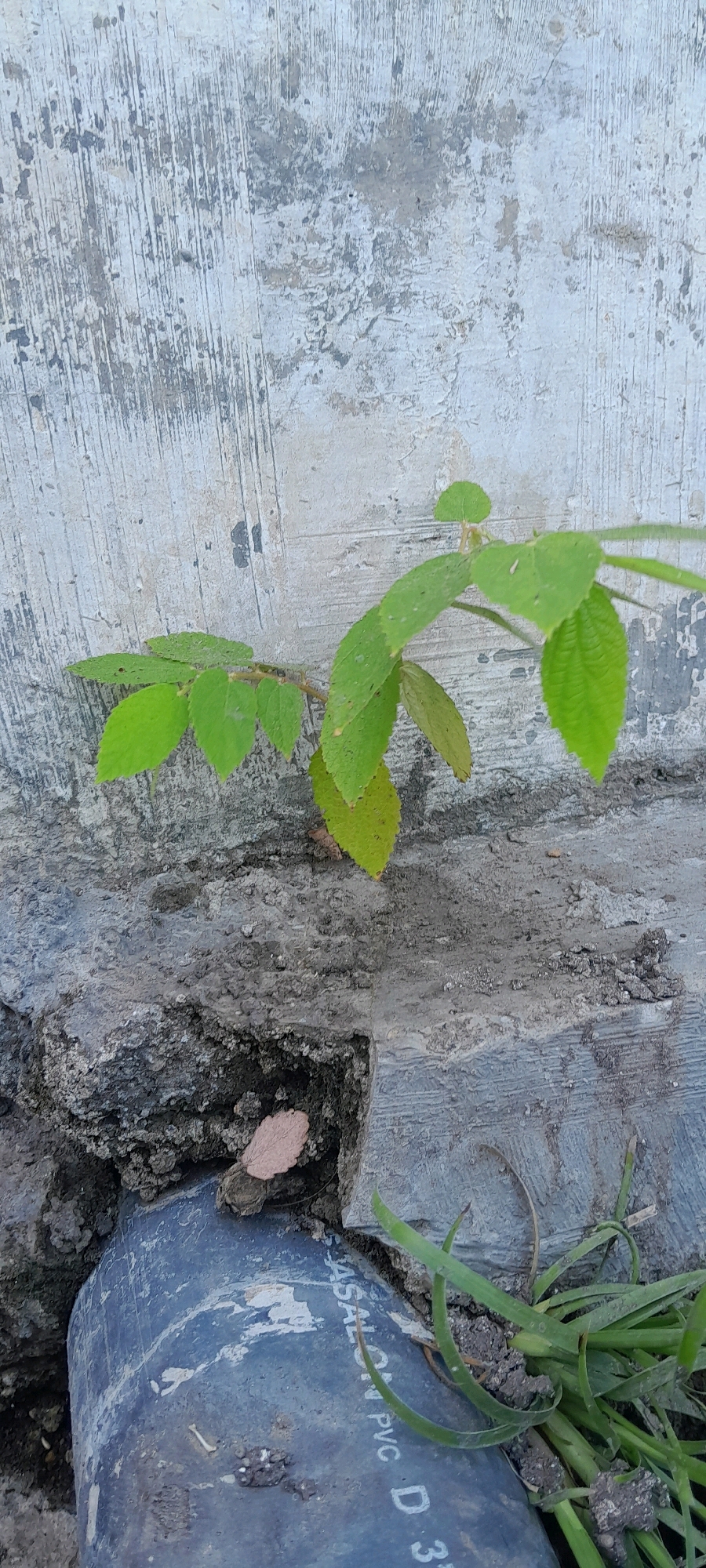 The image captures a close-up view of a small plant with green leaves growing out of a crack in a concrete wall. The wall has a rough, textured surface with visible striations and patches of discoloration. Below the wall, a section of dark blue PVC pipe is visible, partially embedded in the soil and debris. Some blades of green grass are also present, growing around the pipe and the base of the wall. A single dry, light brown leaf rests on the soil near the pipe. The scene suggests a natural element juxtaposed with man-made structures in an outdoor environment.