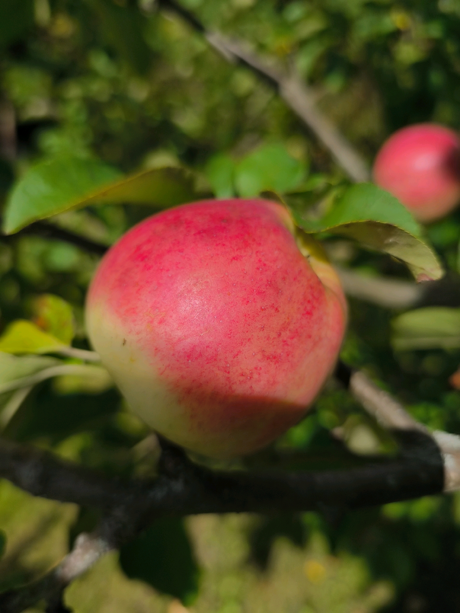 A close-up, shallow depth-of-field, vertical shot shows a ripe red and yellow apple hanging from a tree branch. The apple is in focus and takes up a significant portion of the frame, displaying a slightly speckled texture and a gradient of color from yellow at the bottom to bright red at the top. Partially visible behind it are green leaves and another blurred red apple in the background. The surrounding environment is softly focused, suggesting a natural, possibly orchard setting. The image does not contain any information or visual cues that would allow for the identification of its location within the city of Vyshegorod, Russia.