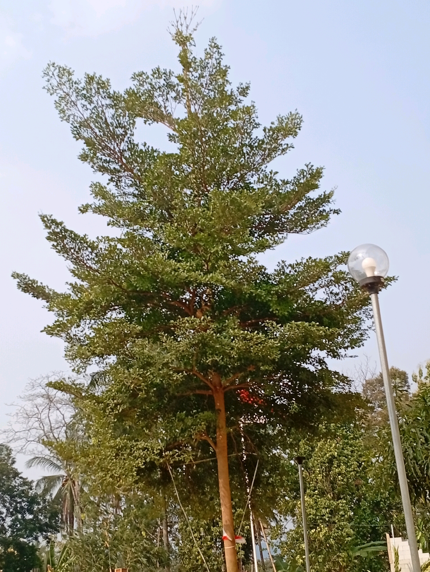 The image depicts an outdoor scene with a tall, leafy tree dominating the center. To the right, a lamppost with a spherical glass shade and an illuminated bulb is visible. The background consists of a clear, pale sky with a hint of clouds. Various other trees and foliage are present, suggesting a park or garden setting. The location is identified as Cipayung, Indonesia. The overall impression is that of a serene and possibly humid environment, common in tropical regions.
