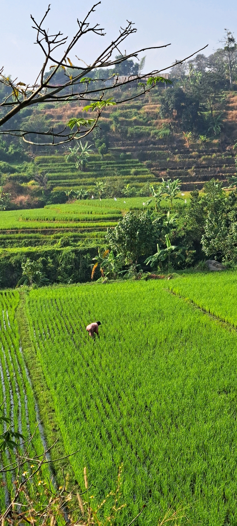 The image depicts a rural scene with terraced rice paddies cascading down a hillside. The foreground is dominated by lush green rice stalks, with a single person in the middle distance, wearing a pink top and dark bottoms, bending over as if working in the field. The middle ground features more terraced fields with a scattering of banana trees and other vegetation. In the background, the hillside is covered with a mix of dry earth, sparse vegetation, and more greenery, with hints of structures and trees. A bare tree branch frames the top left of the image. The sky is a pale blue, suggesting daytime. The overall environment appears to be agricultural and somewhat remote, consistent with the outskirts of Pandaan, Indonesia.