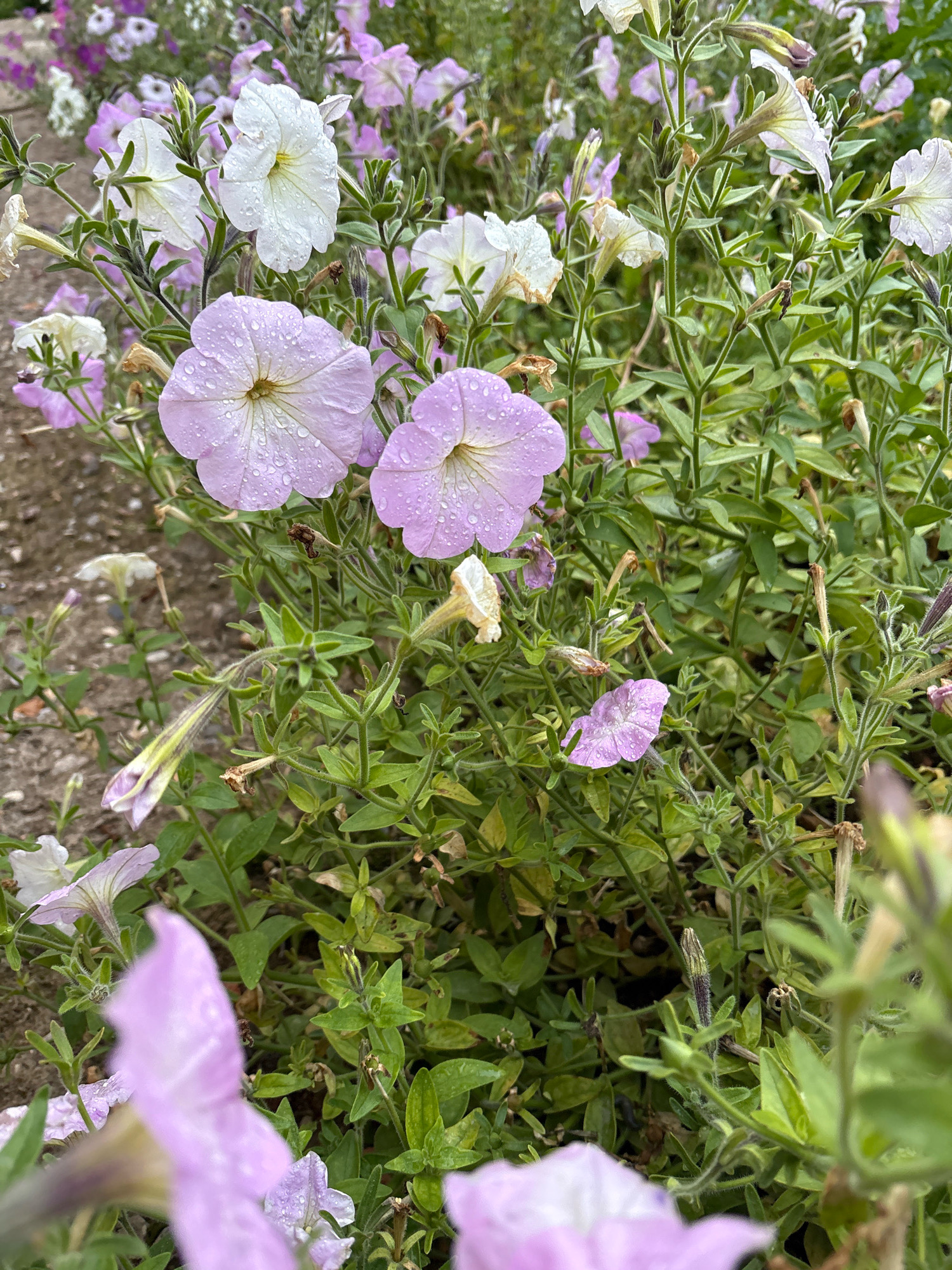 The image depicts a close-up view of a cluster of petunias. The flowers are primarily in shades of lavender and white, with some buds visible. Many of the petals are covered in water droplets, suggesting recent rain or watering. The foliage is green and dense, with some dried leaves and stems interspersed. The background is blurred, showing more flowers and a dirt path or ground. The overall impression is one of a garden in bloom. This scene is consistent with a garden in the city of Murakino, Russia, where petunias are a common ornamental plant. There are no people or animals visible in the image, and no specific actions are taking place.