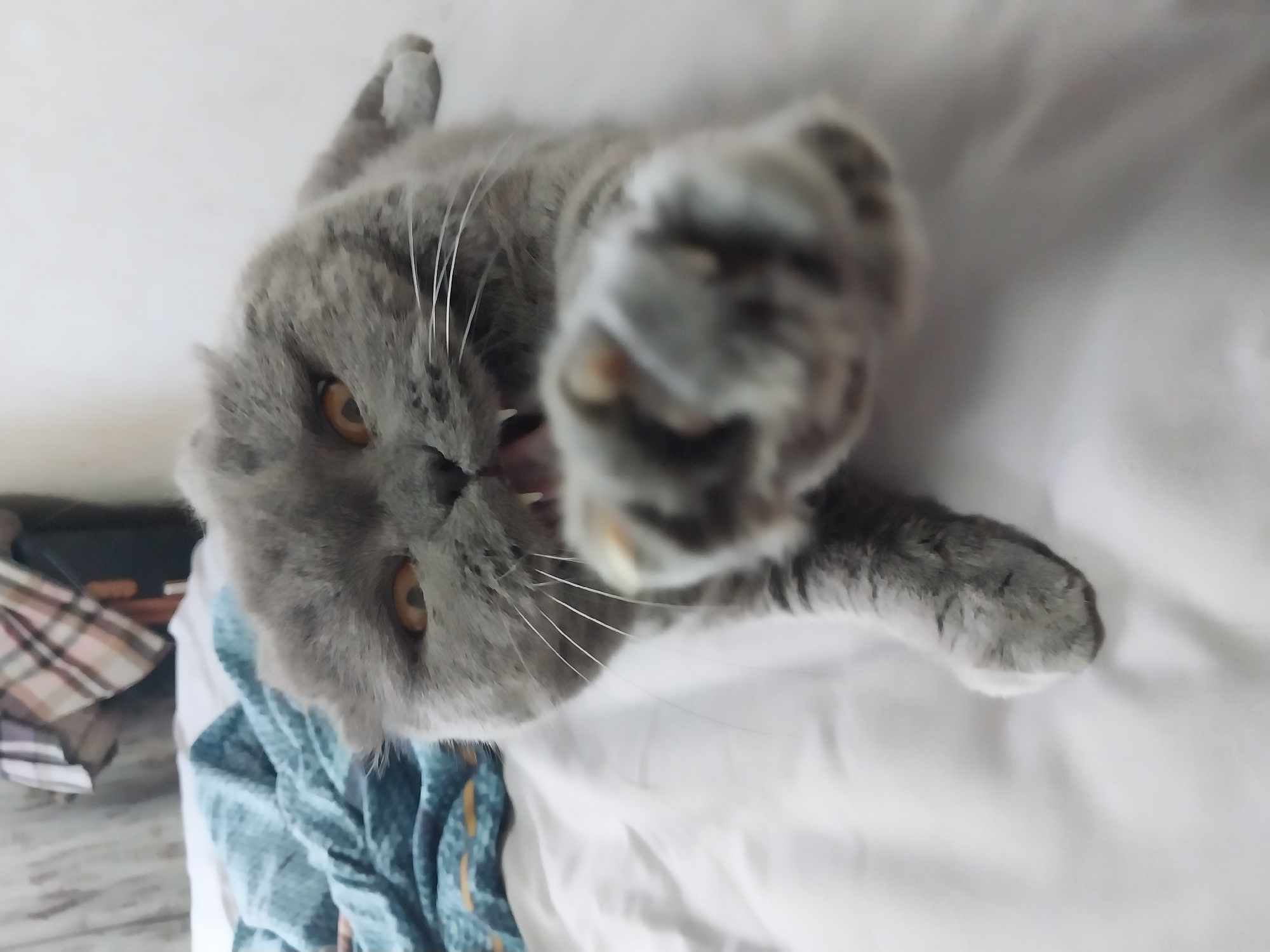 A grey Scottish Fold cat is lying on a white surface, likely a bed, with a blue and white patterned blanket in the background. The cat is looking directly at the camera with its mouth open, revealing sharp teeth and a pink tongue. One of its front paws is extended towards the camera, out of focus. The cat has bright orange eyes and prominent white whiskers. The lighting suggests an indoor environment, possibly a bedroom. There are no indications of the location being in Dnipro, Ukraine.