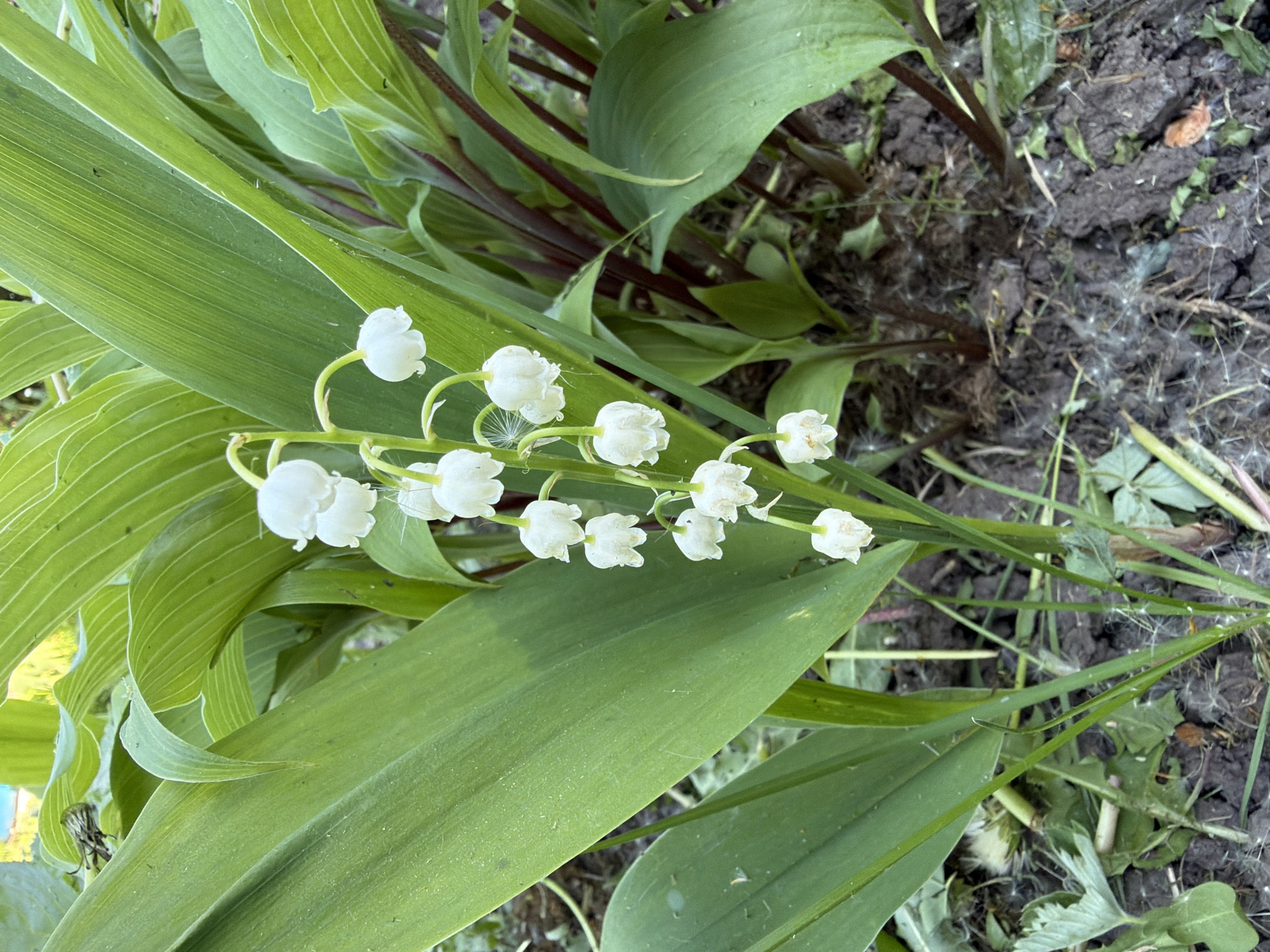 A close-up depicts a cluster of Lily of the Valley plants on the ground. The plants have broad, green leaves with distinct venation patterns. The flowers are white, bell-shaped, and hang delicately from a slender stem. The surrounding environment includes soil and some stray dandelion seeds scattered on the ground. The location of this scene is Unknown, Unknown.