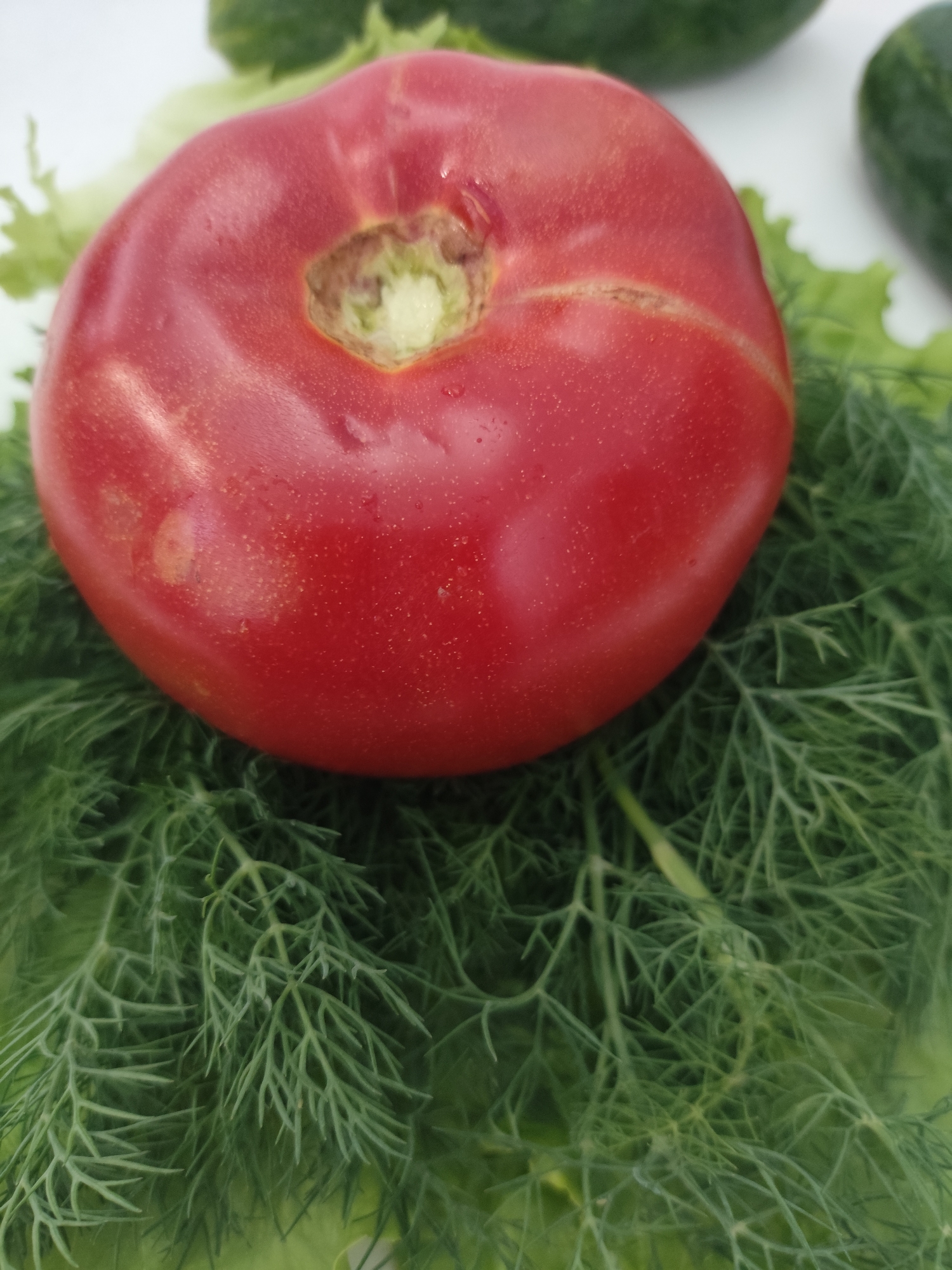 A ripe red tomato is centered on a bed of dill and lettuce. Two cucumbers are visible in the background. The image was taken at the Askiz, Russia location.