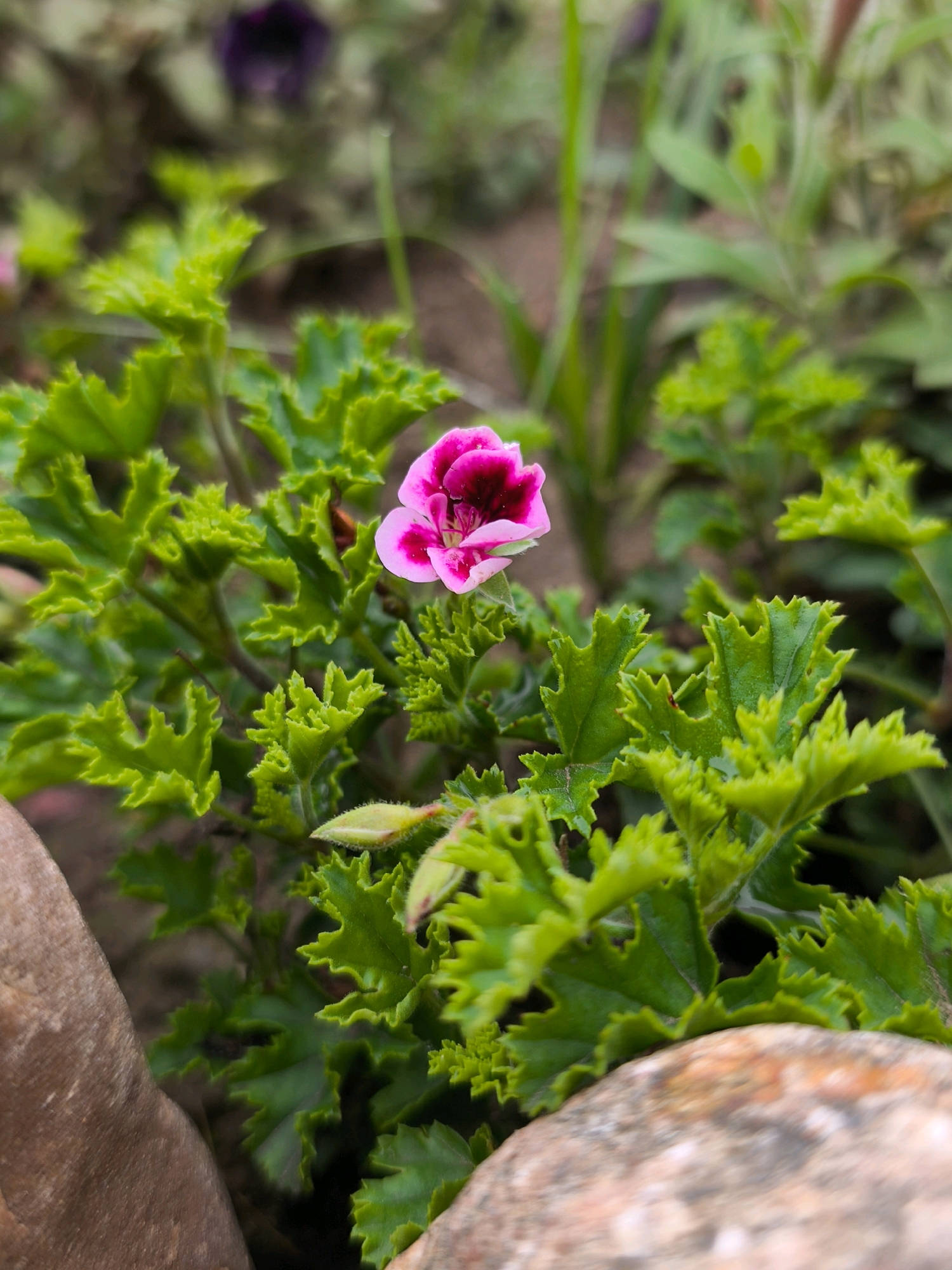 The image is a close-up shot of a small, vibrant pink flower with darker red markings in its center, nestled amongst bright green, serrated leaves. The flower appears to be a type of geranium, possibly a scented geranium, given the textured appearance of the leaves. The background is softly blurred, showing hints of other foliage, including a darker purple bloom in the upper left corner, and the earthy tones of soil. Two large, textured rocks are visible in the foreground, one on the left and one on the right, framing the plant. The lighting suggests it is daytime, with soft light illuminating the scene. There are no people or animals visible in the image. The overall impression is a detailed capture of a small section of a garden. The specific location in Mahilyow, Belarus, cannot be determined from the image alone.