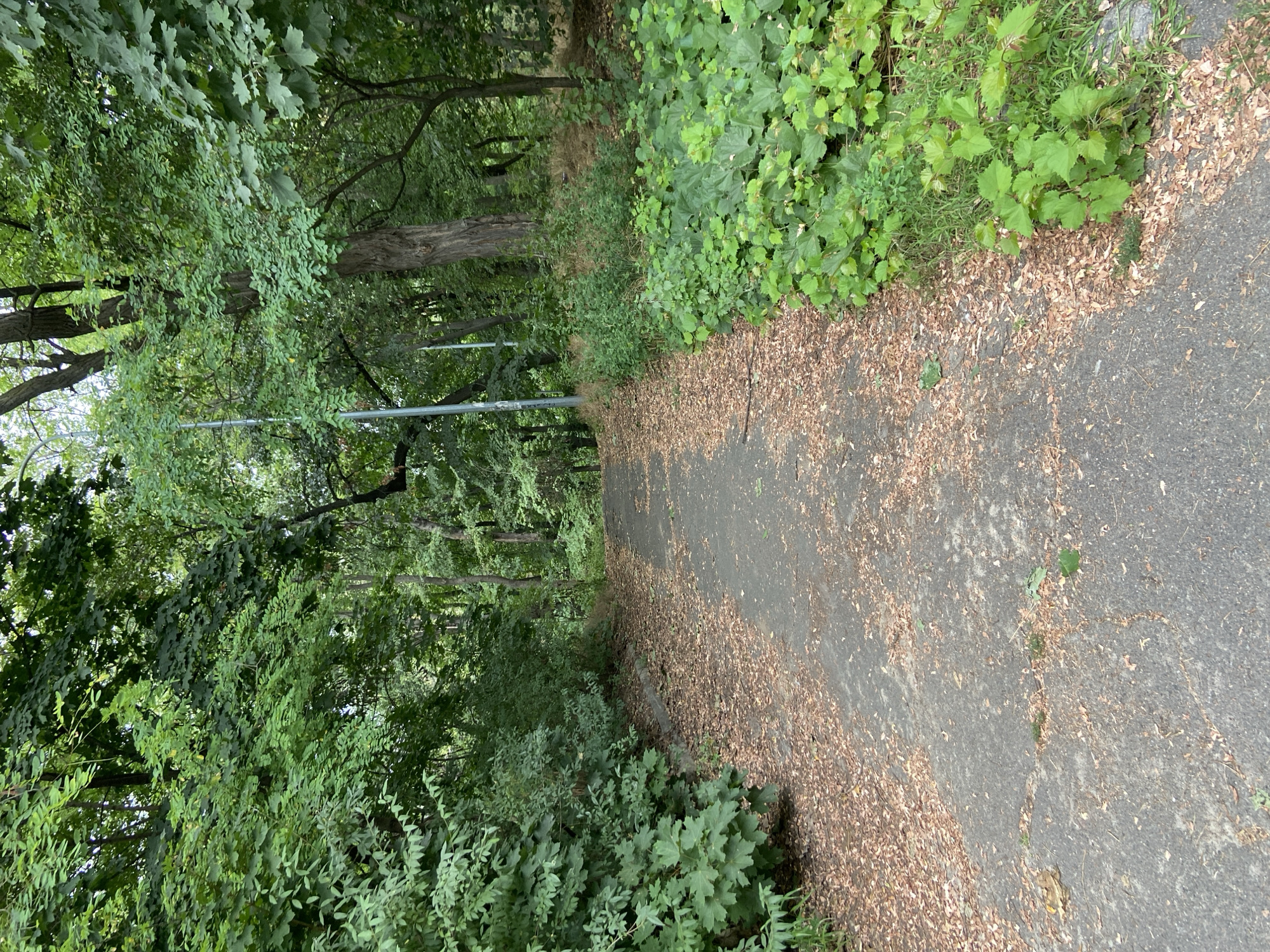 The image depicts a paved pathway winding through a lush, green forest. The pathway is covered with fallen leaves, suggesting it is autumn. Dense foliage lines both sides of the path, with trees reaching overhead, creating a canopy that filters the sunlight. In the distance, the path appears to ascend a gentle slope. A tall, slender lamppost is visible on the left side of the pathway, indicating it is a managed park or walking area. The overall impression is one of a serene, natural setting within an urban environment. This scene is located in the Shevchenkivskyi District of Kyiv, Ukraine, specifically within the Holosiivskyi National Nature Park, an area renowned for its extensive woodlands and recreational trails.