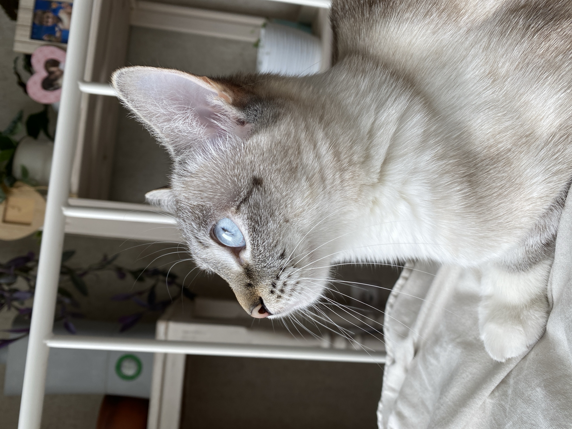 A cat with light grey fur and striking blue eyes is the central subject of the image. The cat's face is in focus, with its ears perked up and whiskers visible. It's resting on a light-colored, possibly linen, fabric. In the blurred background, there is a white shelving unit with various items on the shelves, including a picture frame, plants, and other objects. The location in the city of Yekaterinburg, Russia is unknown; the image does not provide any details related to geographic region.
