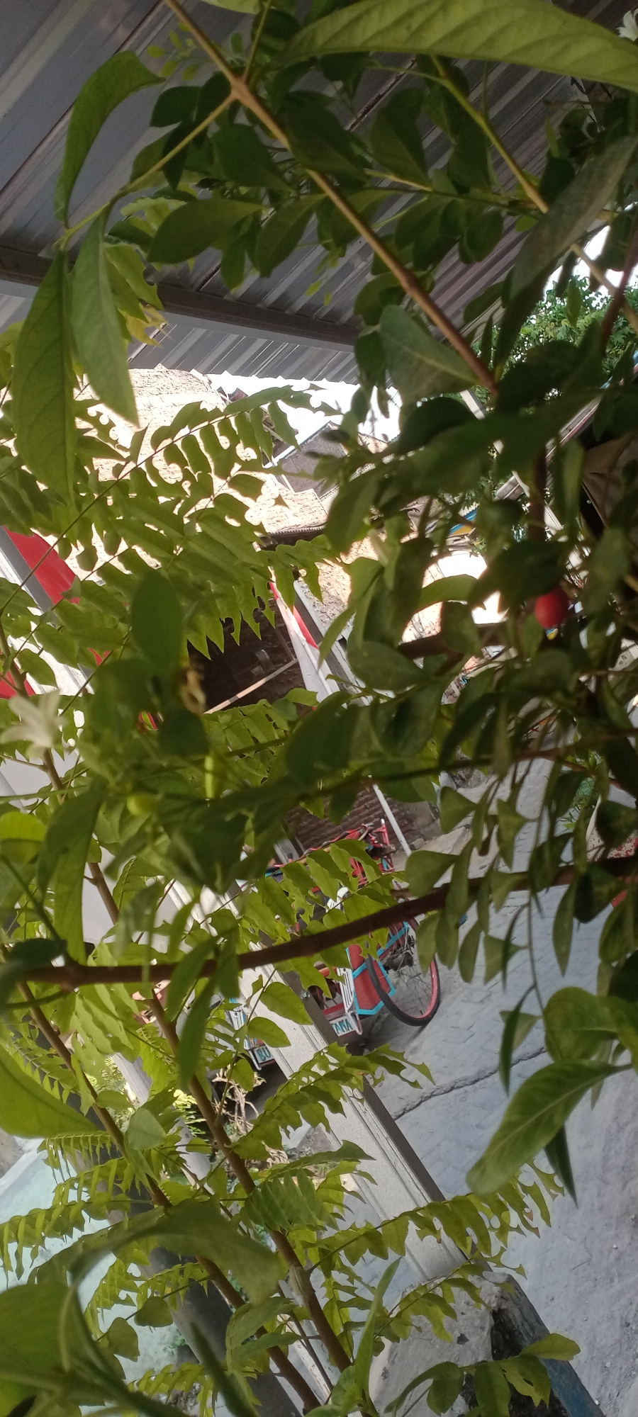 The image shows a close-up view of green foliage with branches in the foreground, obscuring a background scene. The background reveals a corrugated metal roof of a building, typical of residential structures. Below the roof, a partial view of a bicycle with red and blue accents is visible, parked on a paved surface. Some construction materials, possibly bricks and concrete, are also present in the background. The overall environment suggests an outdoor setting, likely a residential area in a city. Based on the presence of corrugated metal roofing and the general appearance of the buildings and street, the location is consistent with many urban and suburban areas in Semarang, Indonesia. There are no people visible in the image, and no actions or interactions are depicted. The focus is primarily on the plants and the partially visible background elements.