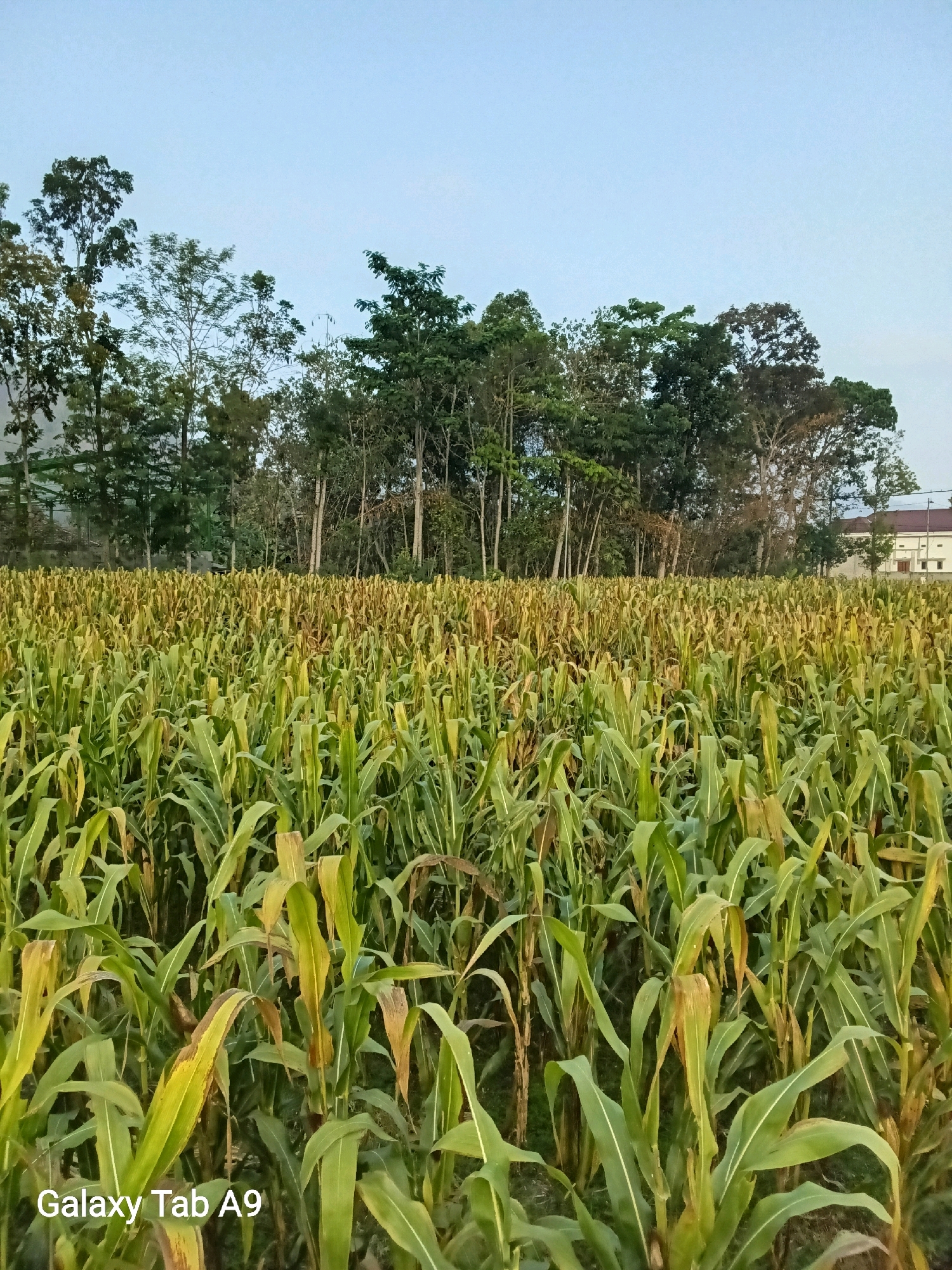 A vertical, eye-level, medium shot captures a vast cornfield stretching towards a line of trees and a building in the background. The corn stalks, with their long, green leaves tinged with brown in places, dominate the foreground and midground, creating a dense, textured landscape. The sky above is a pale blue, with a slight haze, suggesting either early morning or late afternoon light. To the left of the scene, the "Galaxy Tab A9" watermark is visible in the lower corner of the frame, indicating the device used for capture. The environment appears to be rural, likely agricultural land, with the building in the background hinting at a dwelling or structure associated with the farmland. The overall impression is one of a serene, natural setting, possibly in the outskirts of Bendorejo, Indonesia, given the context.