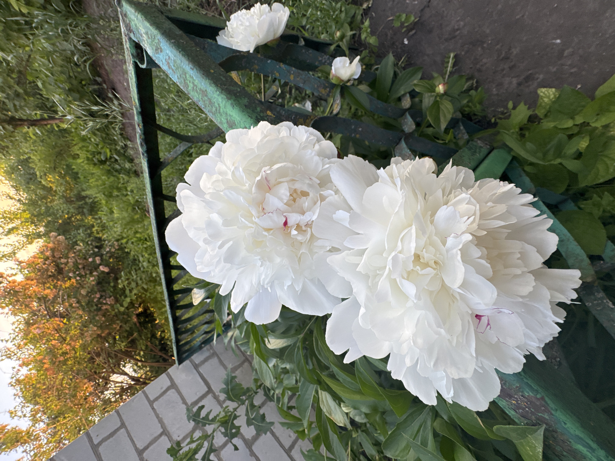 The image displays an outdoor scene, likely a garden or residential area, featuring two prominent, large, fully bloomed white peonies in the foreground. The upper peony exhibits subtle pinkish-red coloration within its central petals. A weathered dark green metal fence or railing, showing chipped paint and rust, extends horizontally through the mid-ground, positioned behind the main peonies. To the right, an additional white peony bloom and a smaller bud are partially visible near the fence. On the far left, a light-colored brick wall with distinct mortar lines angles upwards. Lush green foliage and vegetation are abundant throughout the mid-ground. In the background, a dense line of trees and bushes is visible, with their upper sections illuminated by warm, golden sunlight, suggesting either early morning or late afternoon. A dark ground surface, appearing as dirt or concrete, is present along the bottom edge of the fence on the right side. No people or specific actions are depicted in the scene.
