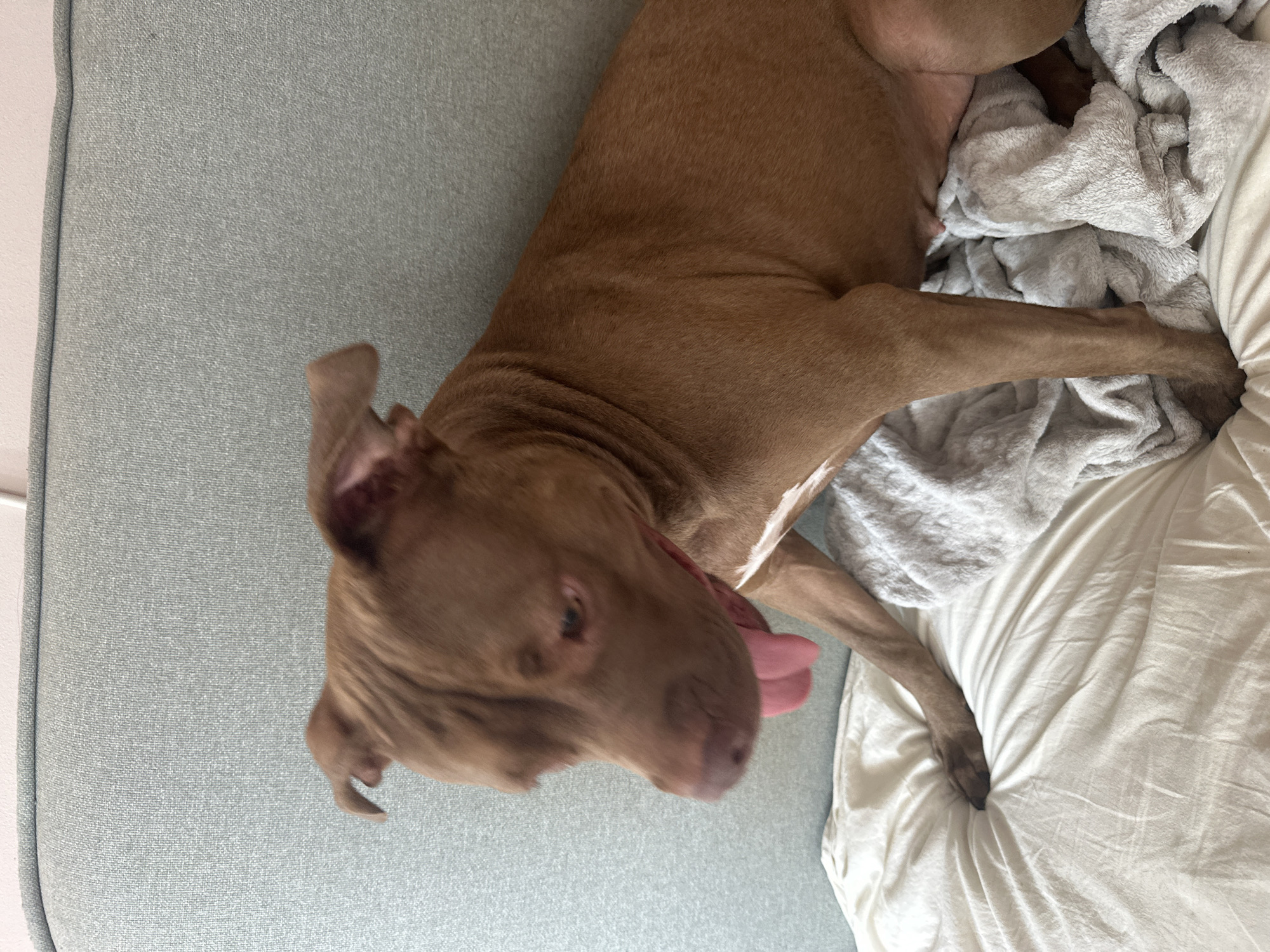 A brown pit bull dog with a white patch on its chest is sitting on a bed with white sheets and a light gray blanket. The dog is panting with its tongue out, and its ears are perked up. The dog is looking down and to the left. In the background, a light blue upholstered sofa is visible. The image was taken indoors, presumably in a residential setting in Malevo, Bulgaria.