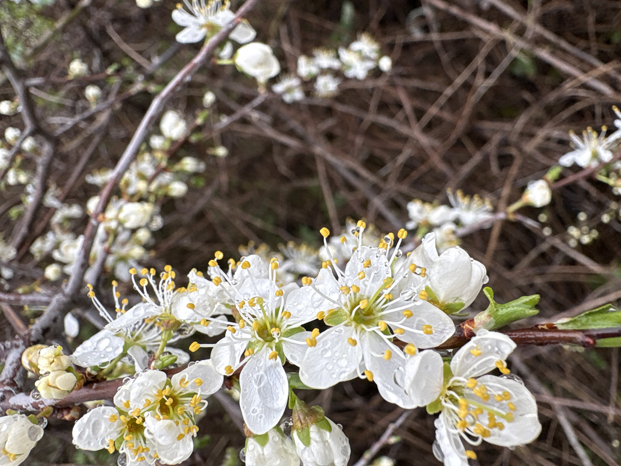 A close-up photograph shows blooming white flowers with yellow stamens on a branch, likely after a rain, as evidenced by water droplets on the petals. The background consists of a dense network of brown, tangled branches and more distant blossoms. The image was likely taken in Gorna Oryahovitsa, Bulgaria, given the instructions. There are no people present. The flowers are the primary subjects, with the branches and background providing context. The interaction is between the flowers and the environment, specifically the rain. The environment appears to be an outdoor setting with a focus on the plant life.