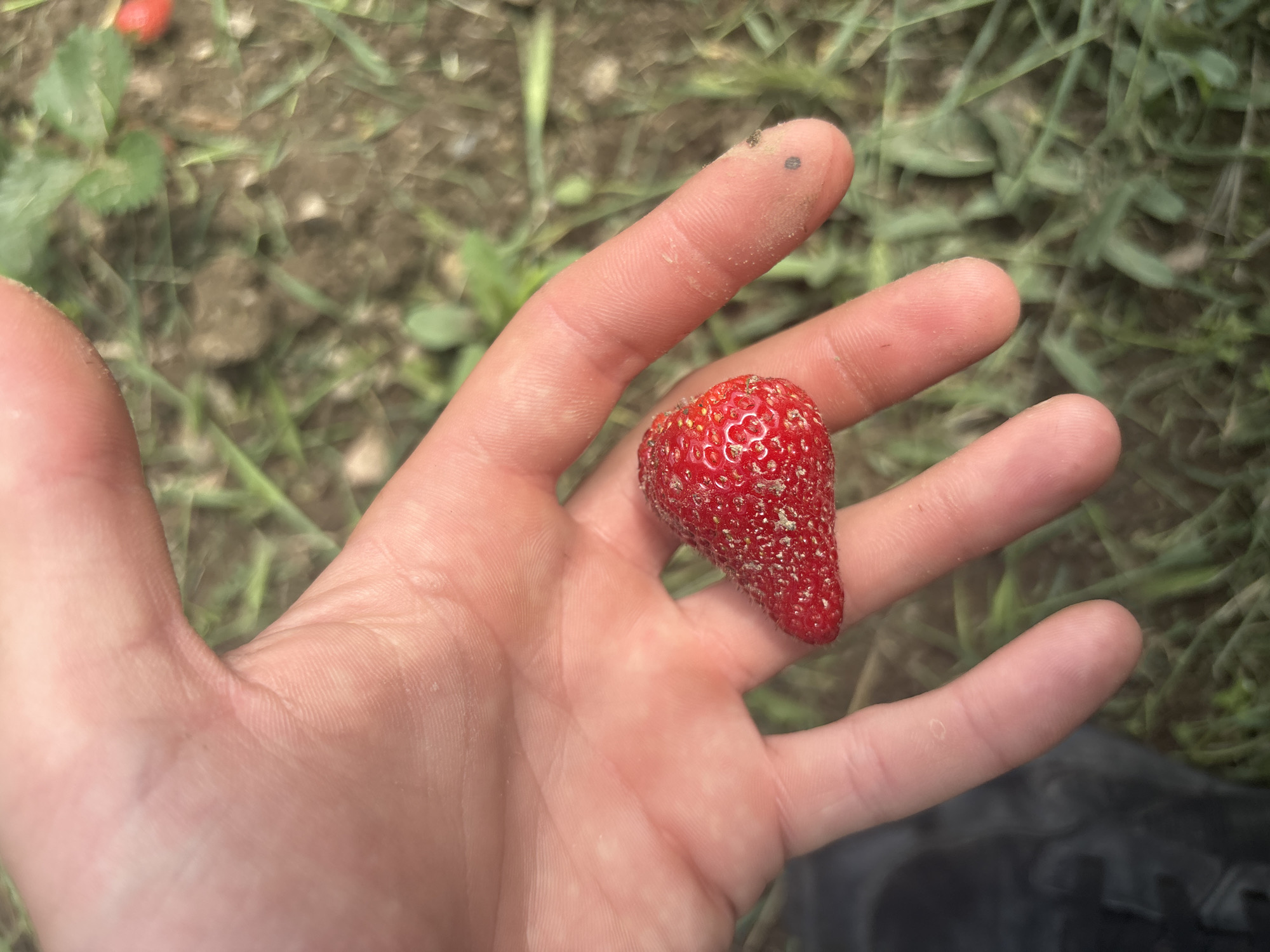 A human hand holds a red strawberry. The hand and strawberry appear to have some dirt on them. The background consists of grass and dirt. The context lacks information to identify the specific location as Siva Reka, Bulgaria.