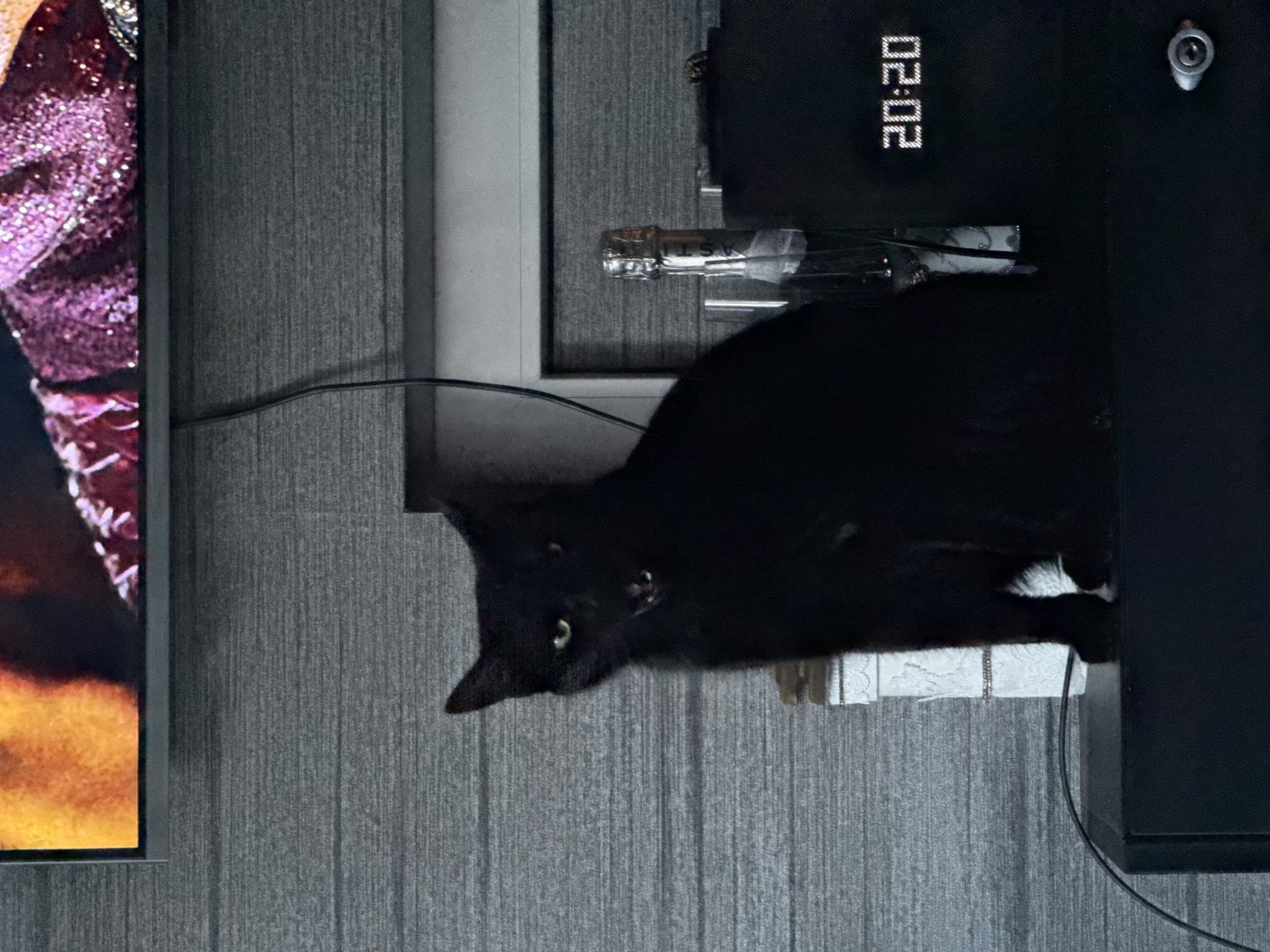 A black cat with its mouth open, revealing its teeth and tongue, is sitting on a black piece of furniture. The cat is looking towards the viewer. Behind the cat, a white decorative item with a silver band is visible, and next to it, a bottle of champagne with a silver foil top and a wine glass. To the right of the champagne bottle, a digital clock displays "20:20". A portion of a television screen displaying an image with orange and purple colors is visible at the top of the frame. The background consists of a gray textured wall. The furniture appears to be in an indoor setting, possibly a living room, but its specific location within a city is unknown.