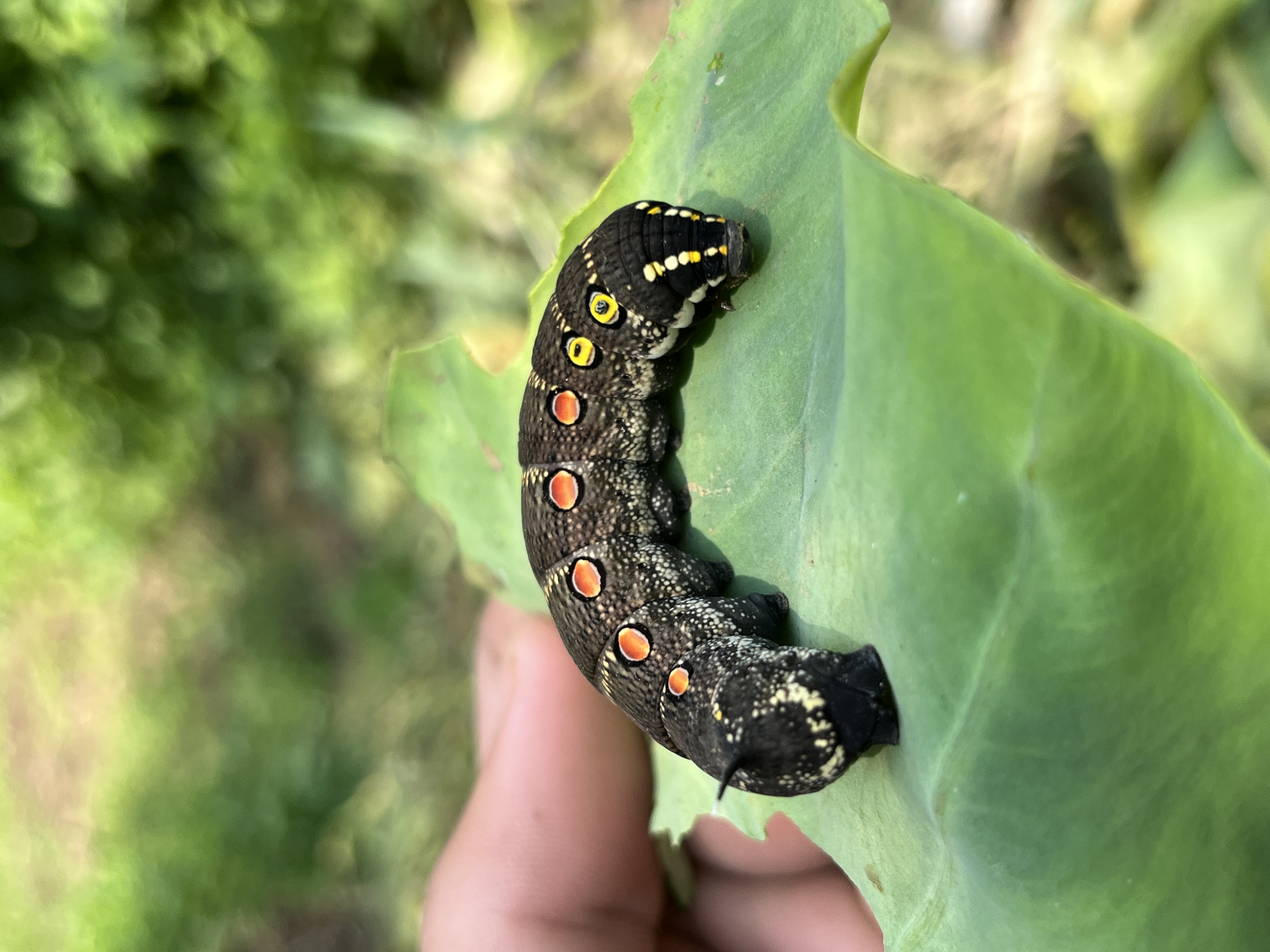 A large, dark caterpillar with prominent orange and yellow markings is resting on a broad green leaf. The caterpillar has a segmented body with multiple pairs of legs and a pointed tail. Its head features large, eye-like spots and yellow banding. A human finger is visible to the left, supporting the leaf. The background is blurred, showing green foliage and a suggestion of dappled sunlight. The location is not identifiable as Sayama, Japan.
