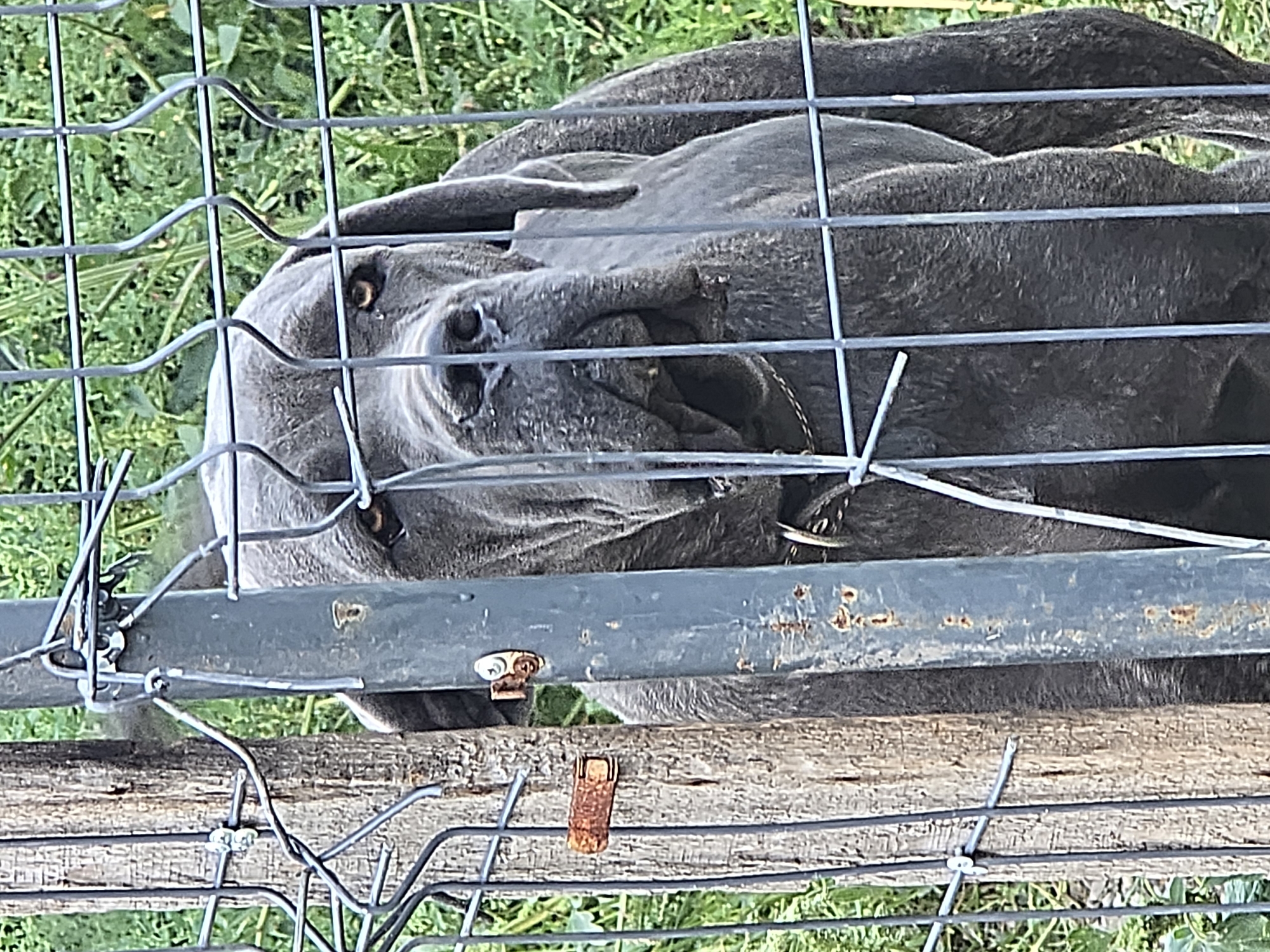 A large, gray-colored dog is seen behind a wire fence. The dog has a broad head and hanging ears, with its eyes looking towards the camera. The fence is attached to a wooden post on the left and a metal post in the center. There is green foliage in the background, suggesting an outdoor environment. The scene is outdoors, with the dog appearing to be in a yard or enclosed area. The location is identified as Ермолаево, Russia, based on metadata.