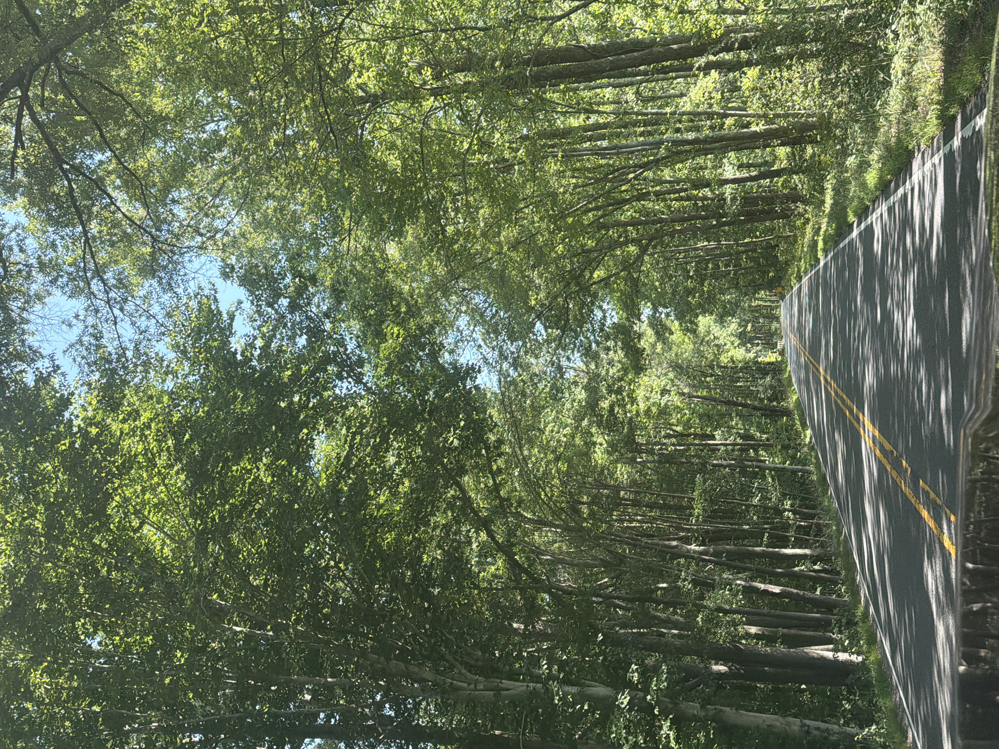 The image shows a two-lane asphalt road passing through a densely wooded area. The road has yellow double solid lines marking the center and white lines marking the edges. Tall trees with lush green foliage line both sides of the road, forming a canopy that casts shadows on the asphalt. The sky is visible through the leaves and appears to be clear and blue. The scene suggests a rural or park-like setting, possibly within or near Spotsylvania Courthouse, United States, given the context. There are no people or vehicles visible in the immediate foreground or on the road, giving a sense of solitude. The lighting indicates it is daytime, likely late morning or afternoon, with sunlight filtering through the trees.