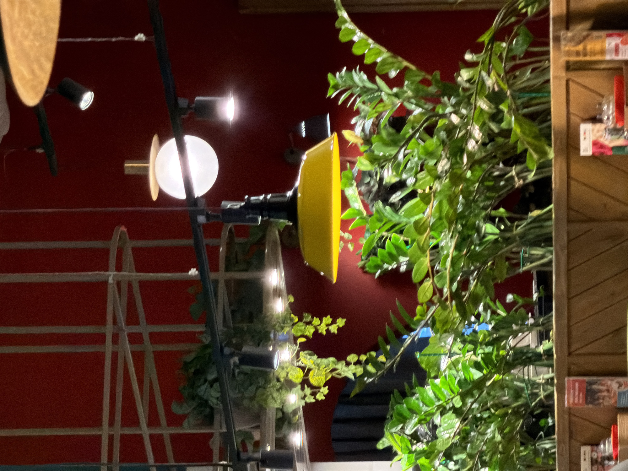 This image depicts a vibrant, decoratively lit interior space, likely a cafe, restaurant, or shop, against a striking deep red wall. The scene is rich with artificial lighting and lush greenery.
In the mid-ground, a prominent bright white spherical light fixture with a golden or brass accent is visible, accompanied by a black spotlight. To its immediate right, a distinctive bright yellow, semi-circular object is mounted on a dark fixture. Further to the right, a large volume of lush green plants, possibly artificial, cascades and fills the frame, creating a natural, verdant foreground. These plants partially obscure a rustic wooden shelving unit on the far right, which contains various small items or packages with colorful labels (red, white), though no specific text is legible even in the magnified crops.
On the left side, a white grid-like structure, possibly a trellis or part of a shelving system, is visible against the red wall. Smaller, lighter green plants are integrated into this structure, along with additional small spotlights providing accent lighting.
The overall impression is one of a warmly lit and inviting ambiance. The artificial lighting suggests an indoor setting, likely in the evening or night. No people or specific activities are present. The image appears to have been taken with a vertical orientation, placing the red wall vertically in the composition.