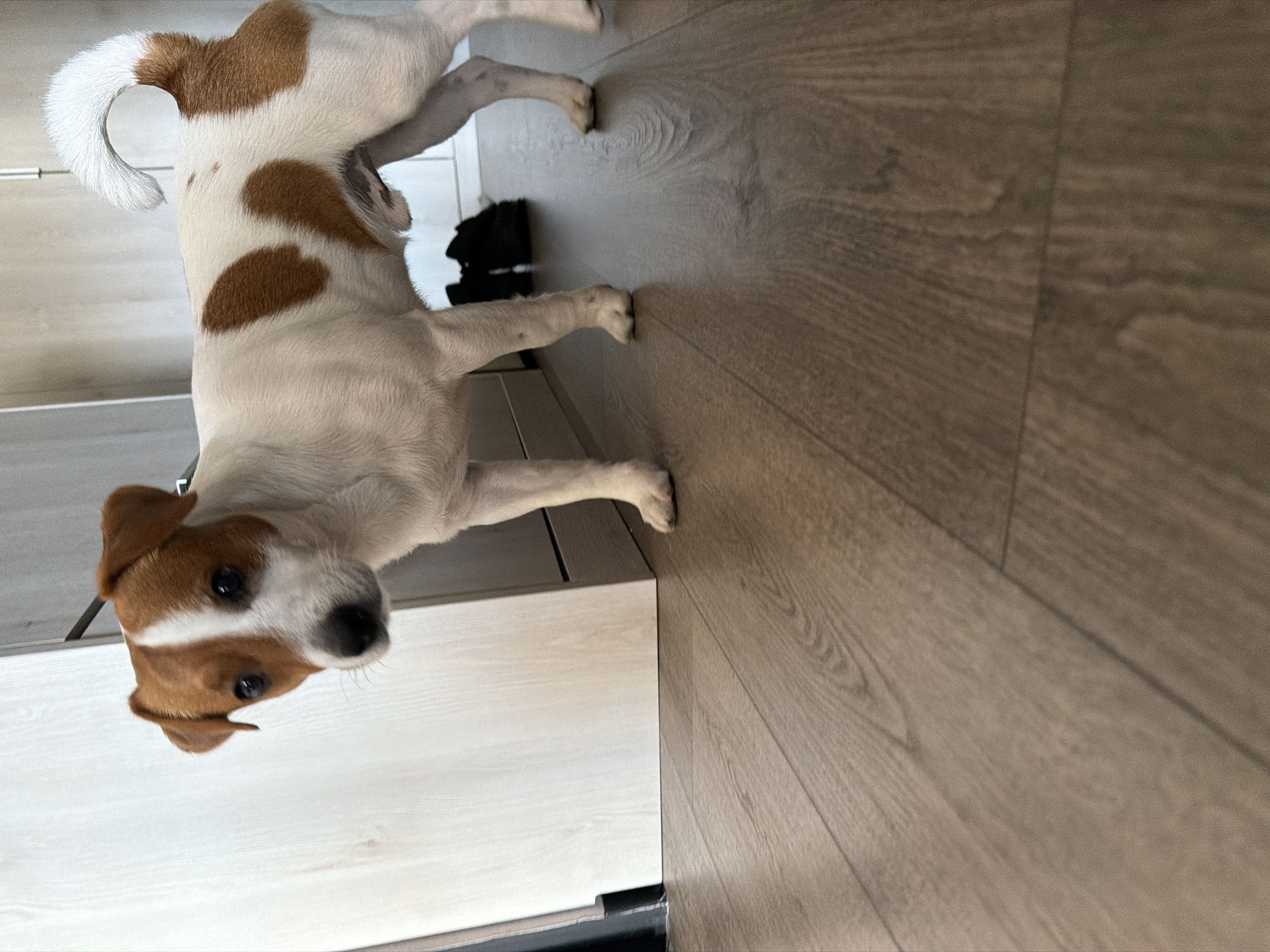 A Jack Russell Terrier dog stands on a wooden floor in what appears to be an indoor setting. The dog has a white coat with brown markings on its head, ears, and back. It is looking towards the camera with a curious expression. In the background, there are white cabinets and a pair of black shoes. The lighting is natural, suggesting it might be daytime. There is no indication of the location being Moscow, Russia.