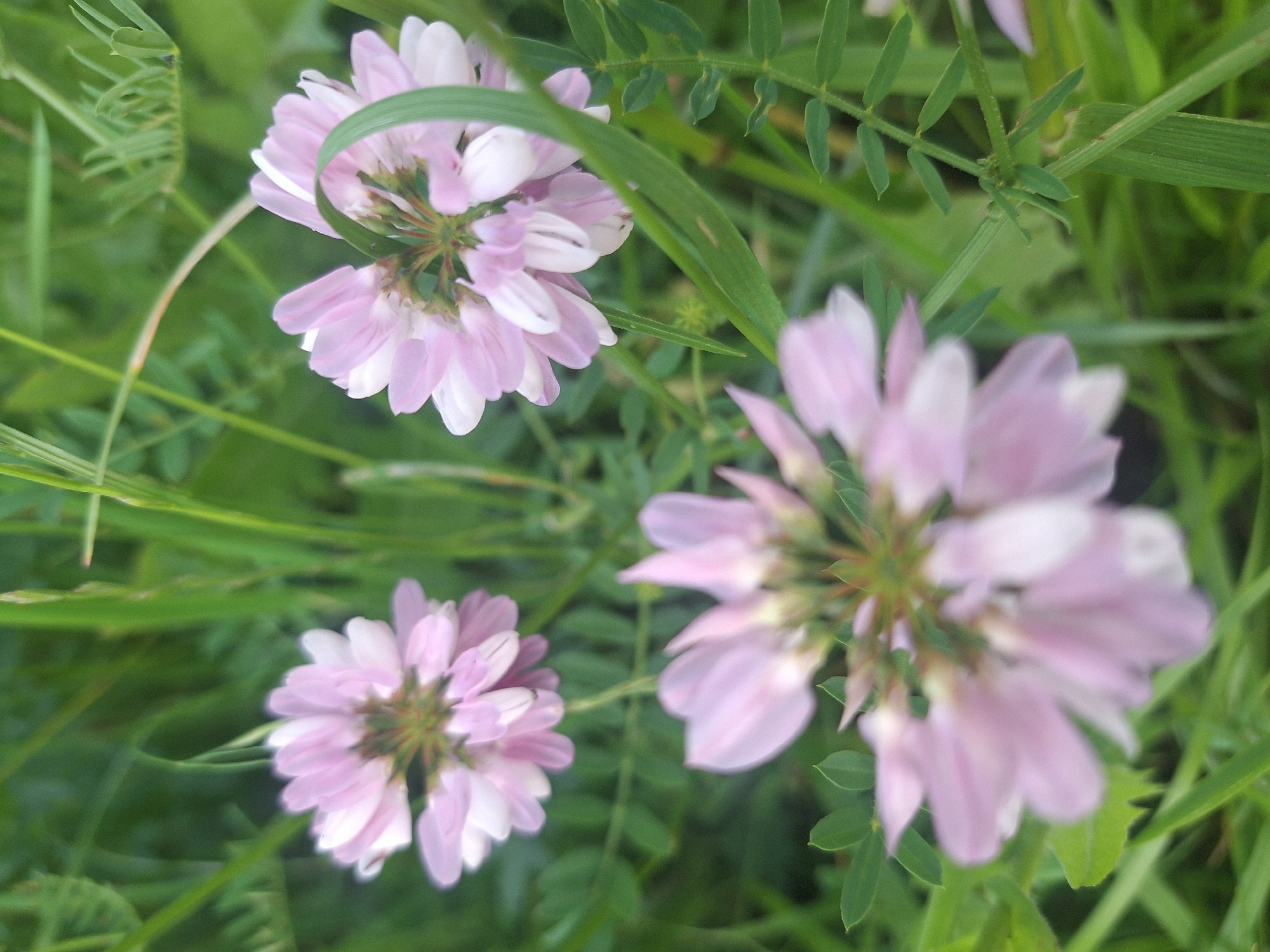 The image is a close-up, vertical shot of light pink flowers, likely crown vetch (Securigera varia), in a natural setting. The flowers have multiple petals that appear almost translucent and are clustered together. They are surrounded by a dense growth of green grass and foliage, with some of the greenery in sharp focus and other parts blurred. The lighting suggests it is daytime, with natural light illuminating the scene. The specific location in Капыльскі сельскі Савет, Belarus, is unknown from the image itself, but the flora suggests a temperate climate typical of the region. There are no people, animals, or man-made objects visible in the photograph.