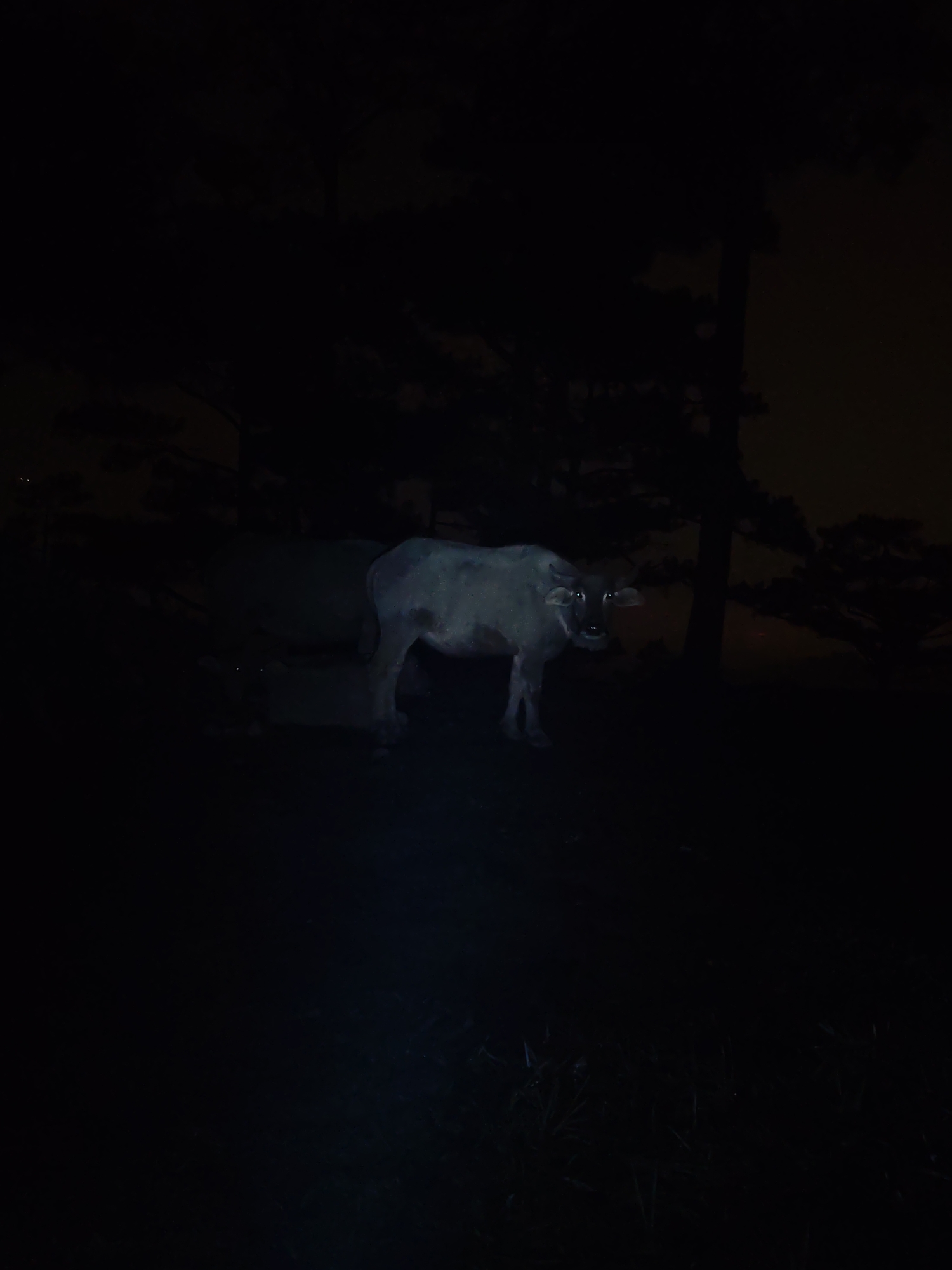 The image captures a nocturnal scene, likely in a rural or natural setting in Lạc Dương, Vietnam. The primary subject is a light-colored bovidae, strongly resembling a water buffalo, standing in the mid-ground. The buffalo's body appears to be light grey or off-white, illuminated by an unseen light source, possibly a flashlight or camera flash, causing its eyes to reflect brightly and glow in the darkness. It is facing slightly towards the right but looking directly at the viewer, with its horns and ears clearly visible.
Behind the buffalo, the silhouettes of several trees and dense foliage are barely discernible against the extremely dark night sky. A very faint, reddish-brownish glow is visible towards the upper right of the frame, possibly indicating distant light pollution or atmospheric conditions. To the left and slightly behind the main buffalo, another darker, indistinct shape might suggest another animal or part of the natural landscape.
The time of day is clearly night, characterized by profound darkness that envelops most of the scene. The weather conditions are not discernible from the image. The buffalo appears to be stationary, observing its surroundings. The overall mood is mysterious and somewhat eerie due to the deep shadows and the prominent, glowing eyes of the animal. There are no human subjects, man-made objects (apart from the implied light source), or visible text in the image.
