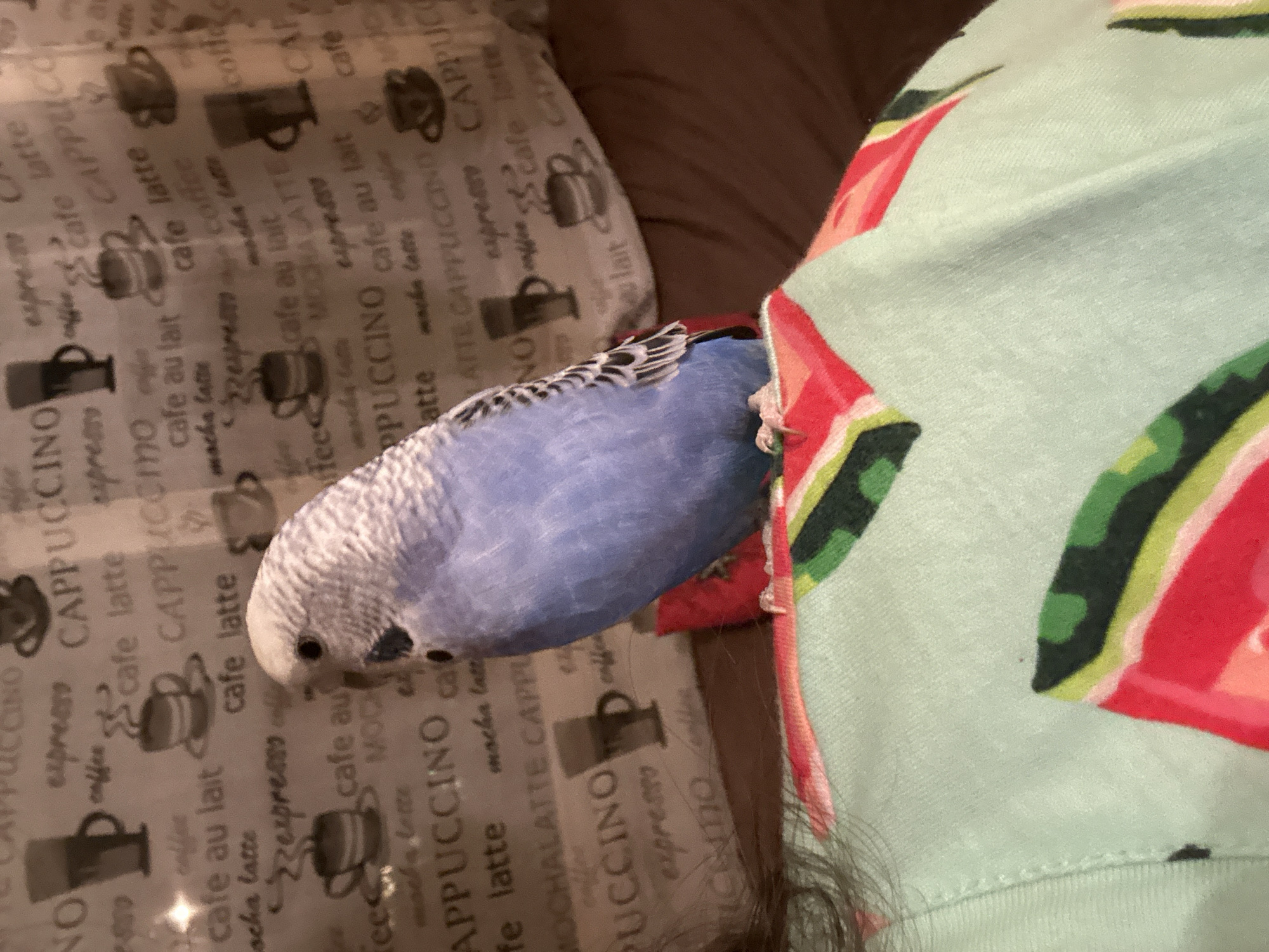 A light blue budgie sits on a light green blanket with a watermelon print. The budgie is positioned on the right side of the image, facing left. Its head and upper body are in focus, showing its white and grey speckled head feathers and dark eyes. The budgie's blue body feathers are visible, along with a portion of its tail. Its feet are gripping the blanket. The blanket is draped over a surface, likely a person, whose shoulder and hair are visible on the left side of the image. The background consists of a patterned fabric with repeating images of coffee cups and text related to coffee beverages. The pattern includes words like "CAPPUCCINO", "cafe latte", and "espresso". The lighting appears to be ambient indoor lighting, casting soft shadows. The location is unknown.