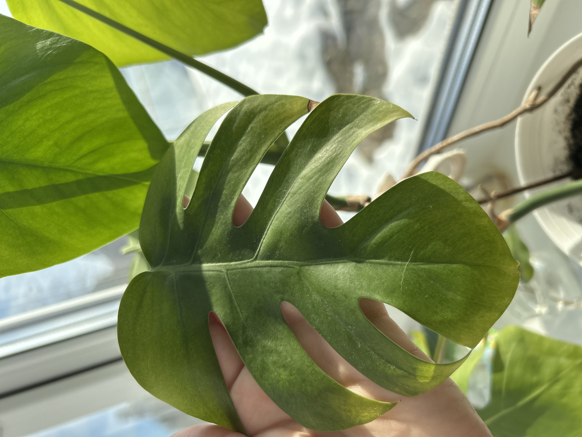 The image presents a close-up view of a large, green Monstera plant leaf, displaying characteristic fenestrations and prominent veins. A human hand, featuring a light reddish-pink painted fingernail on the thumb and index finger, is supporting the leaf from beneath. In the background, other green leaves of the same plant are visible, along with a portion of a white plant pot containing dark soil, indicating an indoor environment. Beyond the plant, a window reveals an outdoor winter scene. This exterior view shows extensive snow cover on the ground and a clear blue sky. A white window sill frames the outdoor elements. The scene is illuminated by natural light. The location is an indoor residential or commercial space within the city of Chaikovsky, Russia.