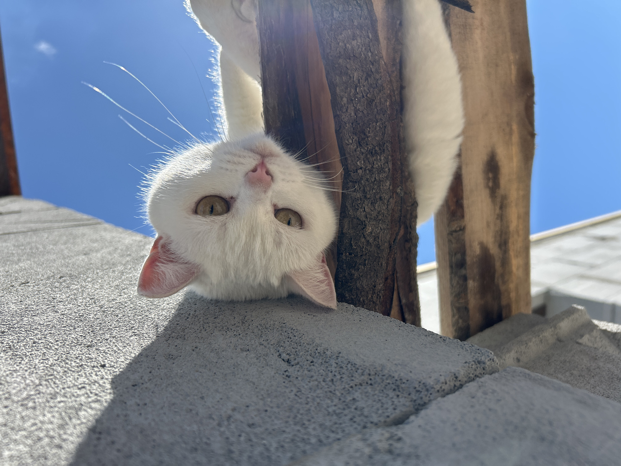 An upside-down, low-angle, full-shot photograph captures a white cat lying on wooden beams against a clear blue sky. The cat is positioned centrally, with its head tilted towards the camera, its green eyes looking directly at the viewer. Sunlight illuminates the cat's face and its white fur, creating a bright contrast with the shaded, textured grey surface of a concrete structure on the left side of the frame. The cat's ears are pink and fluffy, and its whiskers are visible. The wooden beams appear weathered and rustic. The background consists of a vibrant blue sky, with a few wispy white streaks that could be clouds or sun glare. The scene is outdoors, likely on a rooftop or elevated structure, given the presence of beams and the open sky. There is no indication of the specific location in Chaikovsky, Russia.