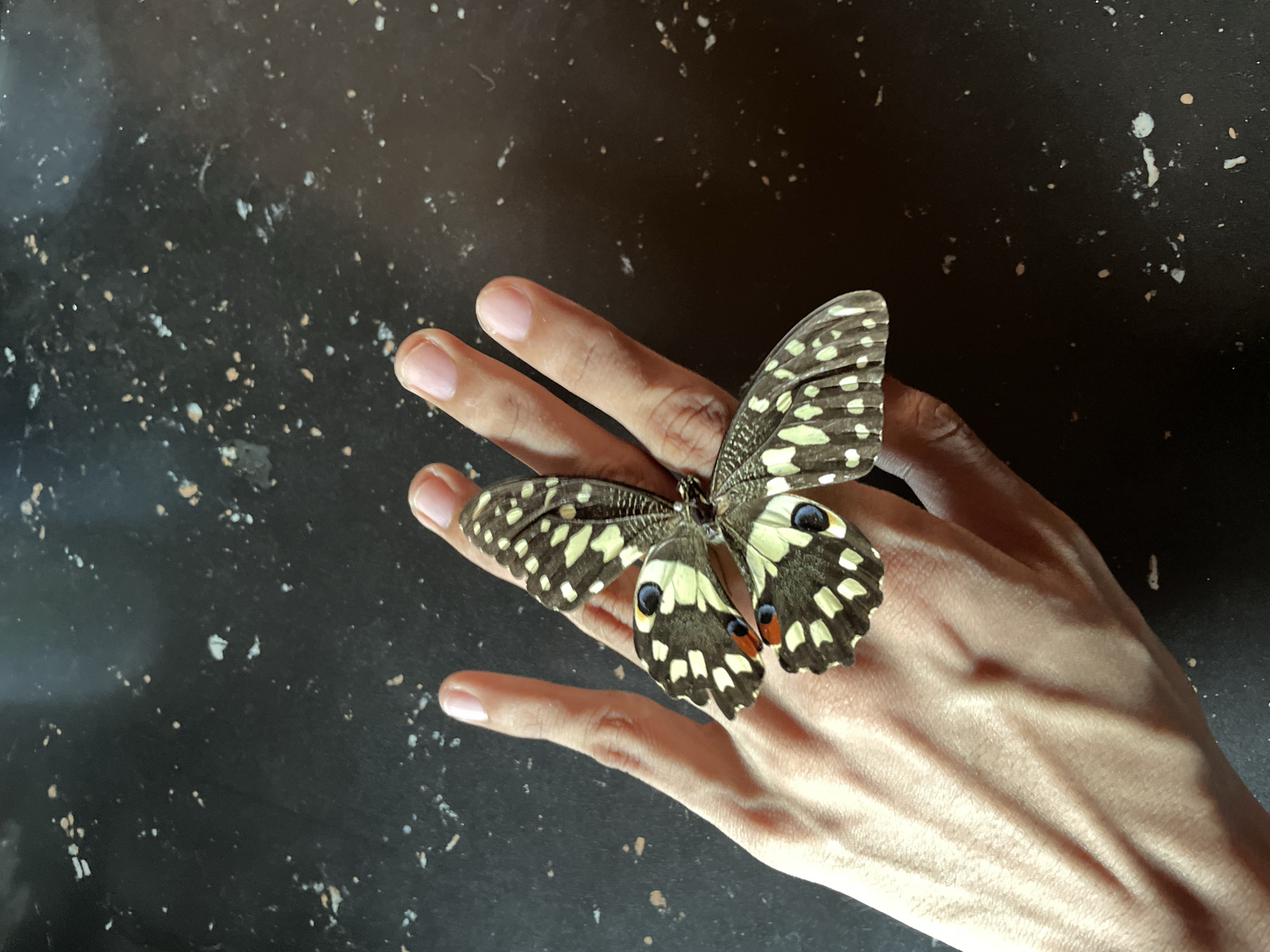 The image presents a top-down, close-up view of a vibrant butterfly resting on a human hand. The hand, with its slender fingers and subtle visible veins, is extended, providing a gentle perch for the insect. The butterfly, likely a species of swallowtail, exhibits striking patterns on its open wings. Its wings are primarily black, adorned with numerous irregular pale yellow to cream-colored spots and bands. The hindwings are further characterized by distinct, iridescent blue and reddish-orange eye-spots located near their lower edges.
The background consists of a dark, speckled surface, possibly a table or countertop, which is scattered with small, light-colored particles in shades of white, off-white, and light brown. This dark, textured backdrop effectively contrasts with the brighter colors of the butterfly and the skin tone of the hand. The lighting appears soft and diffused, highlighting the intricate details of the butterfly's wings and the contours of the hand. The scene evokes a sense of tranquility and a delicate interaction between human and nature, likely taking place in Davao City, Philippines. No visible text is present in the image.