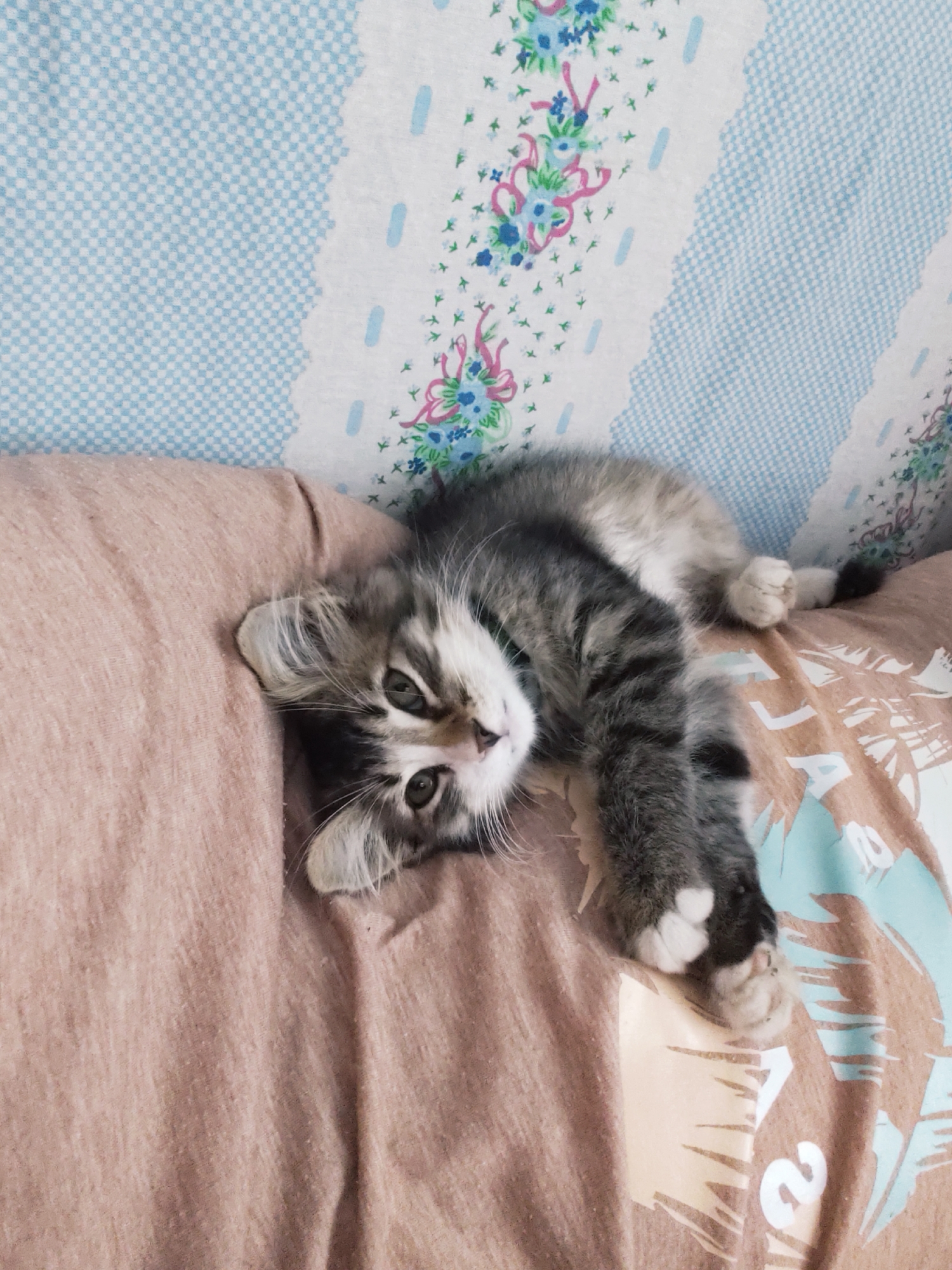 A small, grey and white kitten with fluffy fur is lying on its side on a pinkish-brown surface, which appears to be fabric. The kitten is looking directly at the camera with wide, curious eyes. Its paws are extended, and one front paw is resting on the fabric. Behind the kitten, there is a patterned surface with a blue and white checkered design and floral accents. The scene is indoors, with soft lighting. This image was taken in Durlești, Moldova.