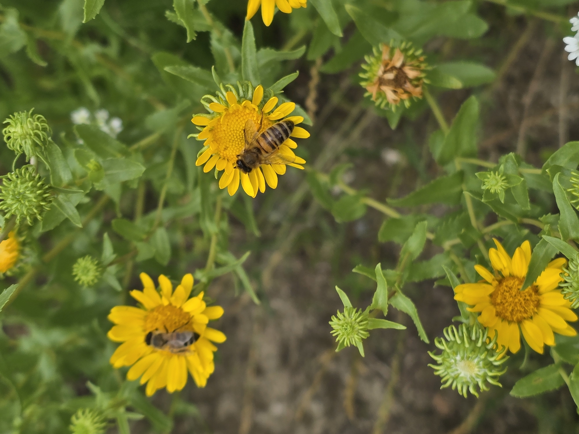 In Vyshneve, Ukraine, a close-up shot captures two bees actively pollinating bright yellow flowers amidst lush green foliage. One bee is positioned on a flower in the upper left quadrant of the frame, while another bee is prominently featured on a flower in the center, its striped body clearly visible. The background consists of muted earthy tones, suggesting a natural outdoor setting. Several unopened green flower buds are interspersed throughout the scene, indicating a garden or natural bloom in progress. The image focuses on the interaction between the bees and the flowers, highlighting a moment of natural activity.