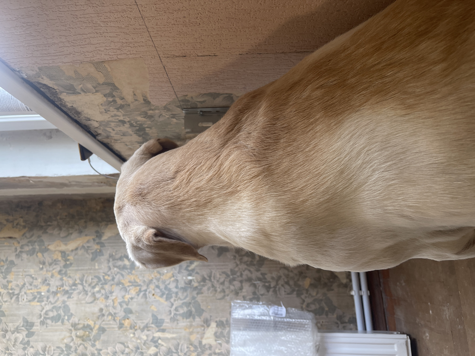 The image shows a light-colored dog, viewed from behind, sitting in what appears to be an unfinished room. The dog has short, blond fur. The background features two different wallpaper patterns: one with a floral design in muted tones of blue, green, and yellow on the left, and another with a textured, peach-colored surface on the right. A white radiator or similar object is partially visible on the far left, with some bubble wrap on it. Two horizontal pipes are visible below the radiator. The flooring is made of wood planks. A window sill runs along the top of the right wall, with a white frame. There is no discernible indication of the city of Tbilisi, Georgia.