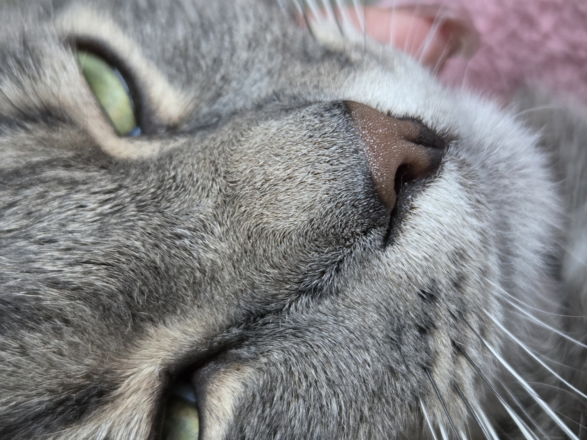A close-up image shows the face of a gray cat with green eyes and a pink nose. The cat's fur is short and dense. White whiskers are visible. The background is blurry and appears to be pink.