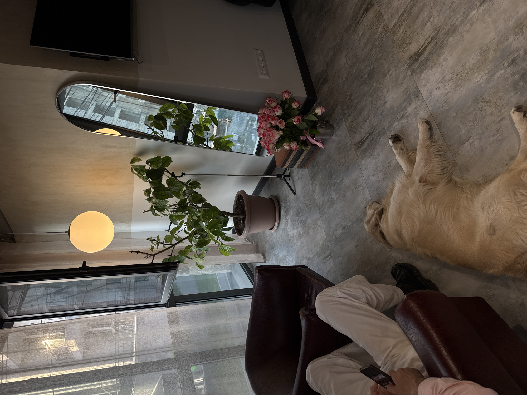 The image depicts an indoor scene in Yerevan, Armenia, resembling a living room or lounge area. A person is seated in a dark brown leather armchair in the lower-left quadrant, wearing white trousers and a light pink shirt, holding a smartphone. Black chunky shoes are visible on their feet. Adjacent to the seated person, a golden retriever dog lies on its side on the grey-toned tiled floor, appearing to rest.
A large window with black frames, partially open, is positioned on the left side, draped with sheer, light-colored curtains. Through the window, urban buildings and structures are visible under natural light. A spherical, illuminated pendant light fixture hangs from the ceiling in the upper-center. Below it, a large potted plant with green foliage rests in a terracotta pot with a saucer.
To the right, a tall, arch-top floor-length mirror with a silver frame leans against a neutral-colored wall, reflecting portions of the room and the exterior. In front of the mirror, a bouquet of pink and white roses in a silver bucket, tied with a pink ribbon, is placed on the floor next to a stack of three dark rectangular blocks. A black flat-screen television is mounted on the upper-right wall, displaying a black screen. Below the television, a white electrical outlet with four sockets is visible on the wall. A black tripod stand is partially visible behind the potted plant. The floor features large rectangular tiles with a weathered grey pattern.