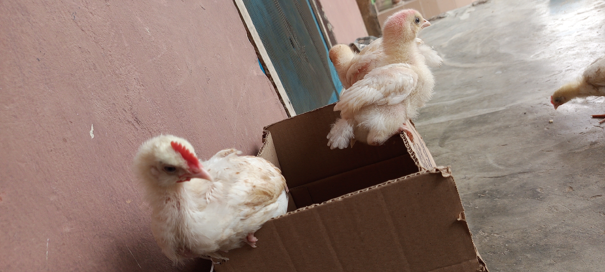 This media file captures an outdoor scene featuring three young chickens (chicks) in what appears to be a backyard or a paved area.
**Subjects:** The primary subjects are three small, light-colored chickens. Two are prominently featured in the foreground and mid-ground, while a third is in the background. A brown cardboard box is also a significant object in the scene.
**Scene:** The setting consists of a reddish-brown textured wall on the left side, which appears to be a building exterior. The ground is concrete. In the upper background, part of a blue object, possibly an air conditioning unit or a mesh screen, is visible.
**Activity or event taking place:** One chick, with prominent red markings on its head resembling a developing comb, is sitting inside the cardboard box, looking towards the left. Another chick, predominantly white with some pale brown feathers, is perched on the corrugated edge of the cardboard box, facing away from the camera. In the far right background, a third, slightly more yellowish chick is on the concrete ground, bending its head down as if pecking for food or exploring the surface.
**Notable details:** The chickens are young, with soft, fluffy feathers. The cardboard box appears well-used. The scene is well-lit, indicating it is daytime, likely a bright and clear day. There are no specific cues for weather other than daylight. The overall environment suggests a casual, possibly residential or farm setting in an area like Ilogbo Eremi, Nigeria.
**Visible text:** There is no visible text in the image.