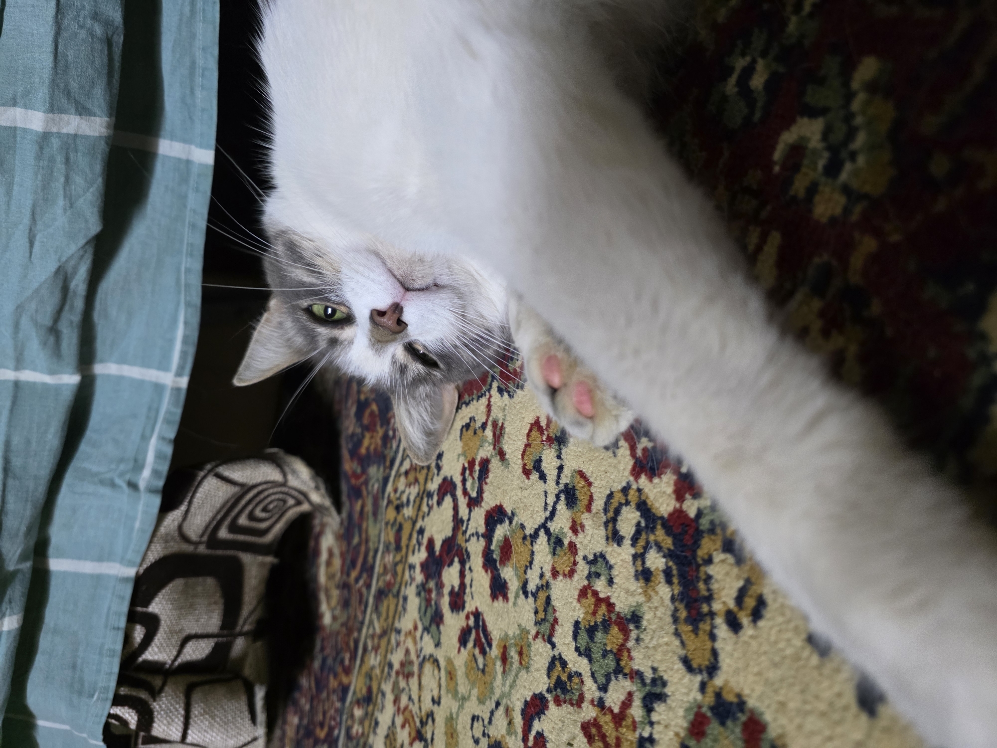 A domestic cat with white and gray fur is lying on its side on a carpet with a red and yellow floral pattern. The cat is looking at the camera with one eye open and the other partially closed. Its front paws are extended forward, and one paw shows pink paw pads. The background is out of focus but appears to be under a piece of furniture covered by a teal and white striped fabric. The scene is indoors. There is no indication of the location being in the city of Речицы, Russia.