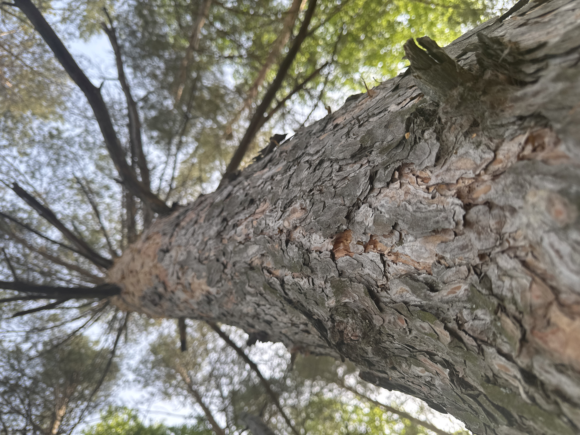 The image shows the upward view of a tree trunk with branches extending outwards. The bark is rough and textured, primarily gray with hints of brown. The branches are dark and silhouetted against the sky and foliage visible in the background. The sky appears pale blue, with blurred green foliage. The image doesn't contain any information about the specific city of Chaikovsky or Russia. It is also absent of people or any actions or interactions. The image is simply a still view of a tree trunk and branches.