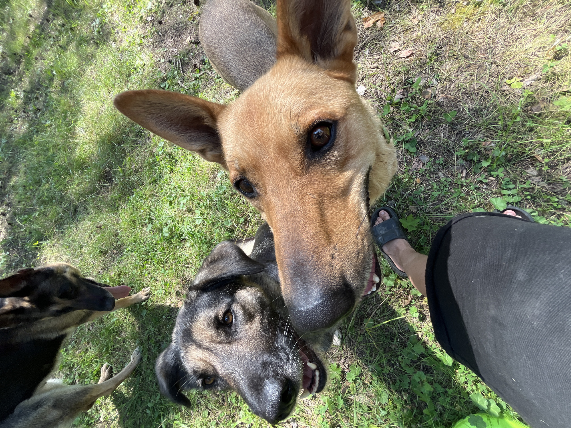 The image shows three dogs in a grassy outdoor area, likely a park or yard. Two dogs are in the foreground, looking up at the camera. One is a brown-and-black mixed breed with its mouth open, panting. Next to it, a lighter brown dog with large ears is also looking up, its nose very close to the camera. A third dog, a German Shepherd, is visible in the background, facing away from the camera with its tongue hanging out. A person's legs and feet, wearing black shorts and black sandals, are visible in the lower left corner of the frame. The ground is covered in green grass and some fallen leaves. The lighting suggests it is daytime with sunlight filtering through trees, casting shadows. The image does not provide any specific visual information to determine its location within the city of Nizhny Tagil, Russia.