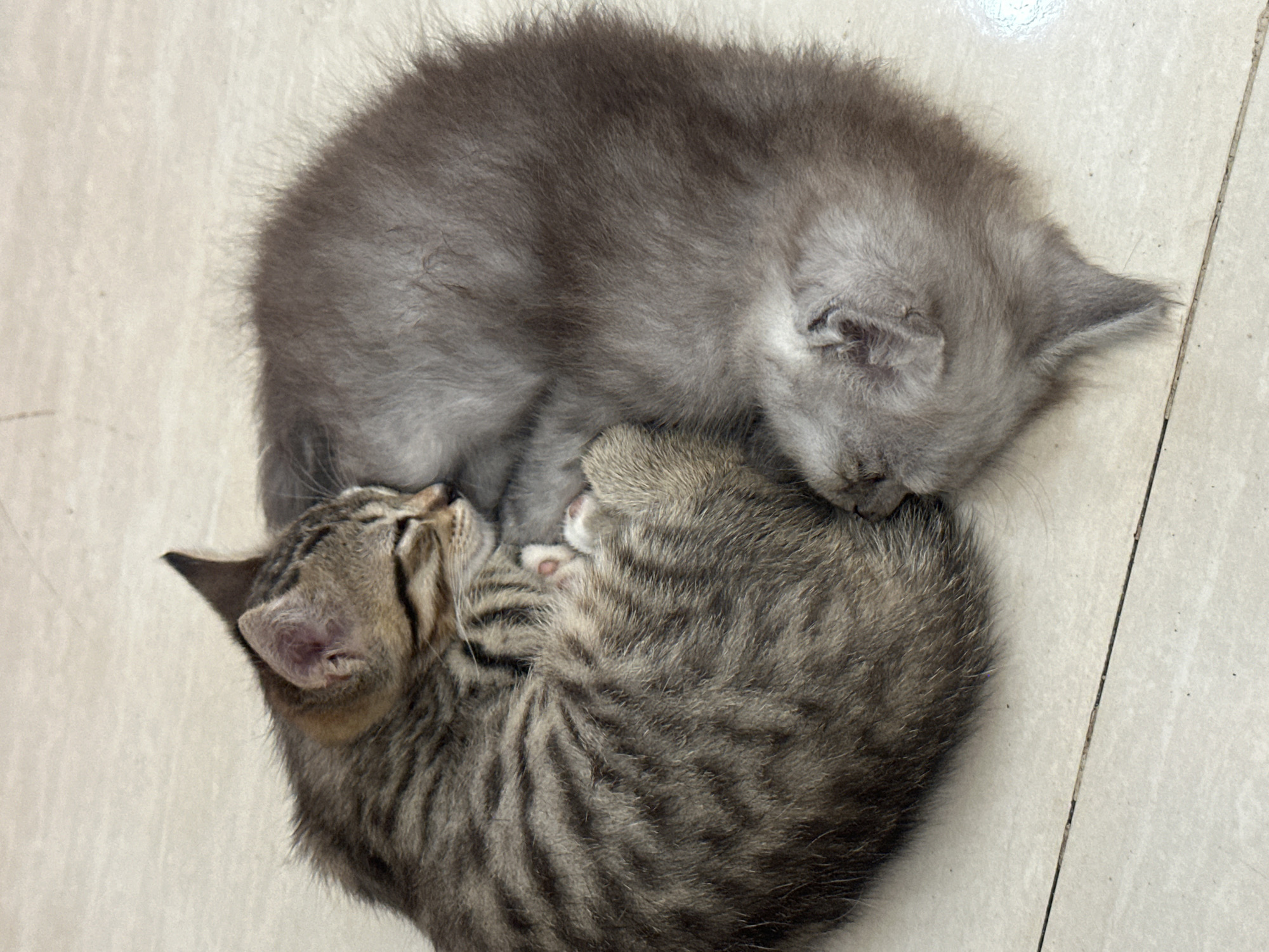 Two kittens are huddled together on a light-colored, tiled floor. One kitten has gray fur and is positioned on top of the other. The second kitten has tabby markings. Both kittens appear to be sleeping. The location is Unknown, Indonesia.