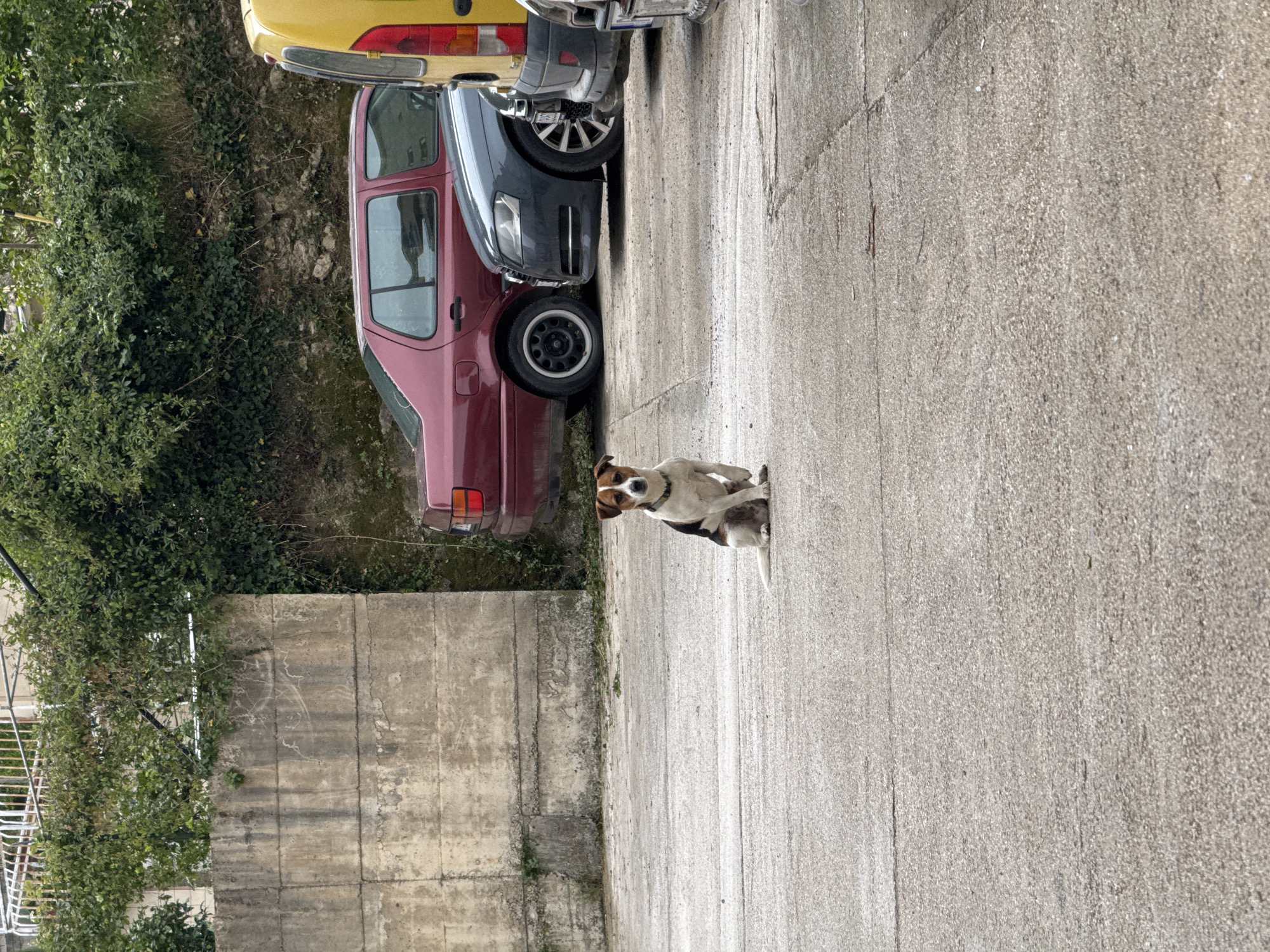 The image shows a medium-sized dog, predominantly white with brown and black patches, sitting on a paved area, possibly a road or parking lot. Behind the dog are several parked cars, including yellow, gray, and maroon vehicles. To the left of the frame, there is a retaining wall made of concrete blocks, with some greenery growing along the base. The location is possibly in Budva, Montenegro.