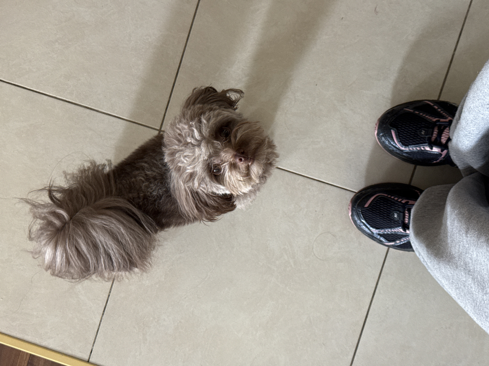 An overhead view captures a small, brown poodle-mix dog standing on a tiled floor, looking up at the camera. The dog's fur is curly and light brown, with darker accents around its eyes and snout. Its tail is held high and appears bushy. In the foreground, a person's legs and feet are visible, clad in grey sweatpants and black athletic shoes with pink accents. The tiled floor is light beige and has visible grout lines. The scene is indoors, likely in a residential setting. There are no specific indicators of the city of Khimki, Russia, present in the image.