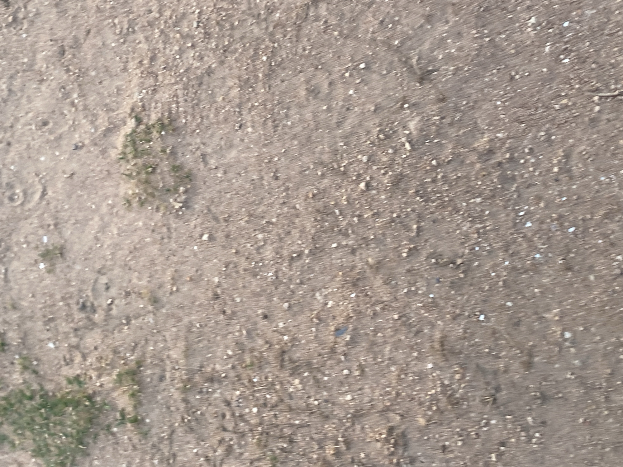 The image shows a dry, sandy ground with scattered small stones and patches of dry grass. The scene is outdoors, with no discernible city structures or landmarks visible. The texture of the ground suggests it is a natural or unpaved area.