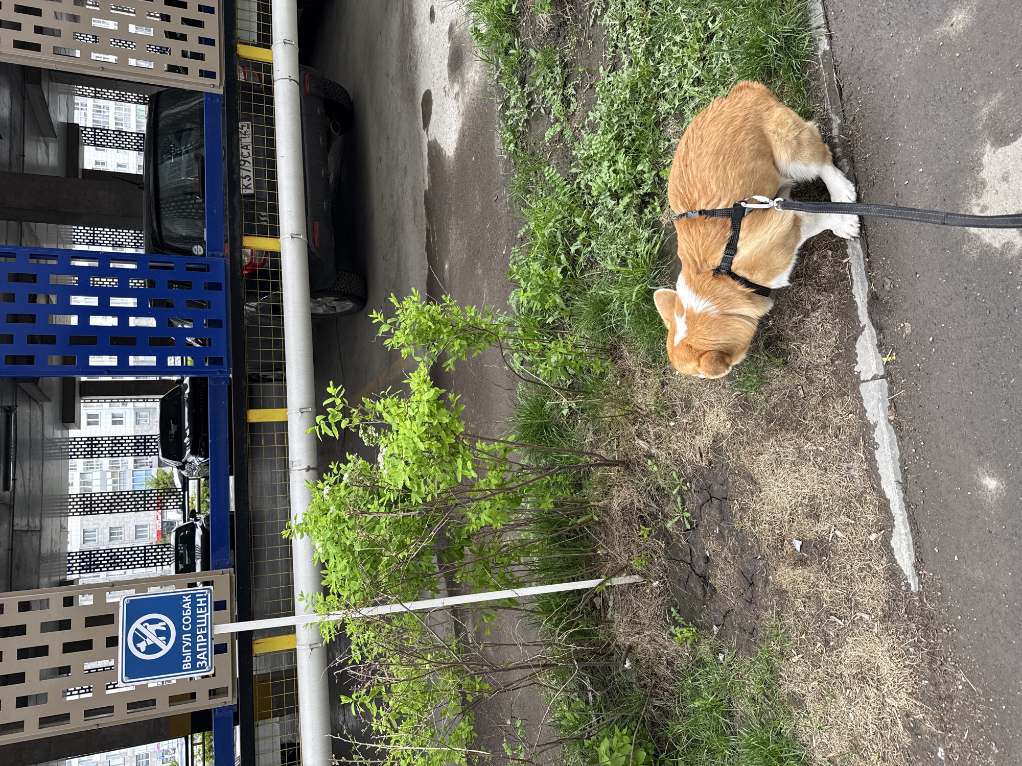 A Corgi on a leash is sniffing the ground next to a patch of grass. The dog is orange and white with a black harness. The scene appears to be near a parking garage, with a sign in Russian, "Выгул собак запрещен!" ("Dog walking is prohibited!"). In the background is a parked black car with the license plate number K379CA 124. The garage is located near a multi-story building. The location is in the city of Krasnoyarsk, Russia.