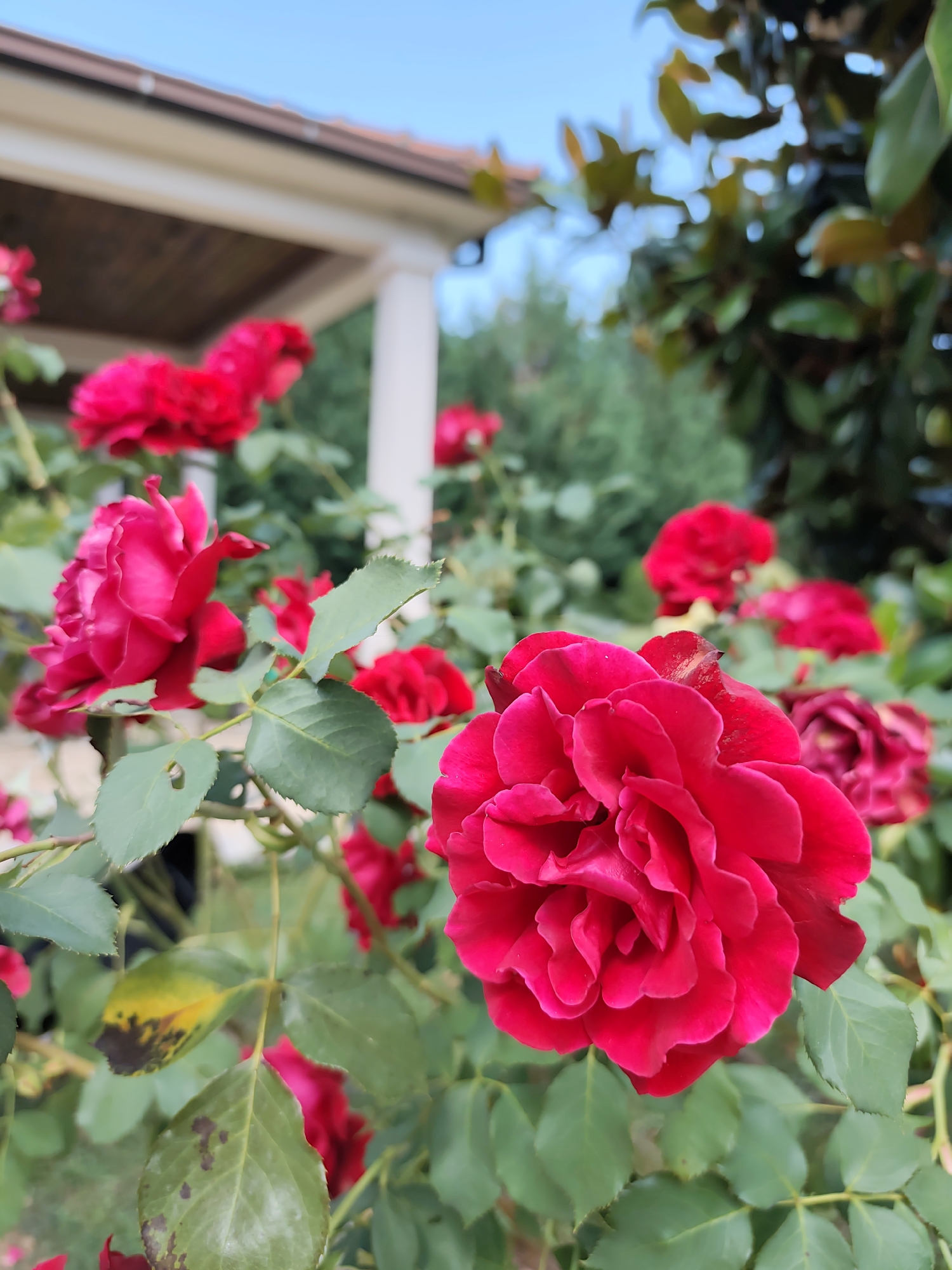 A close-up, low-angle shot captures a cluster of vibrant red roses in bloom, their petals unfurling in intricate layers. The roses are the primary subject, with a prominent, fully opened bloom dominating the foreground on the right. Several other rose blossoms, some partially obscured, are visible throughout the frame, creating a rich tapestry of red. Green leaves, some showing signs of yellowing and discoloration, surround the flowers.
In the background, out of focus, a section of a building with white columns and a wooden roof is discernible, suggesting an outdoor setting. Lush green foliage, likely trees and bushes, forms a dense backdrop. The sky above is a clear, pale blue.
The scene appears to be a garden or a landscaped area, possibly a private residence or a park. The overall impression is one of natural beauty and vibrant floral display. The location is identified as the city of Spuž, Montenegro.