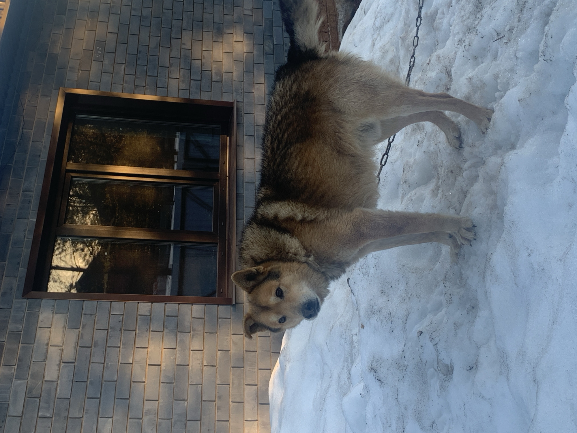 A dog stands on snow next to a building in what appears to be Chaikovsky, Russia. The building has a window, and the dog is leashed. The dog is tan with a darker back. The snow covers the ground.