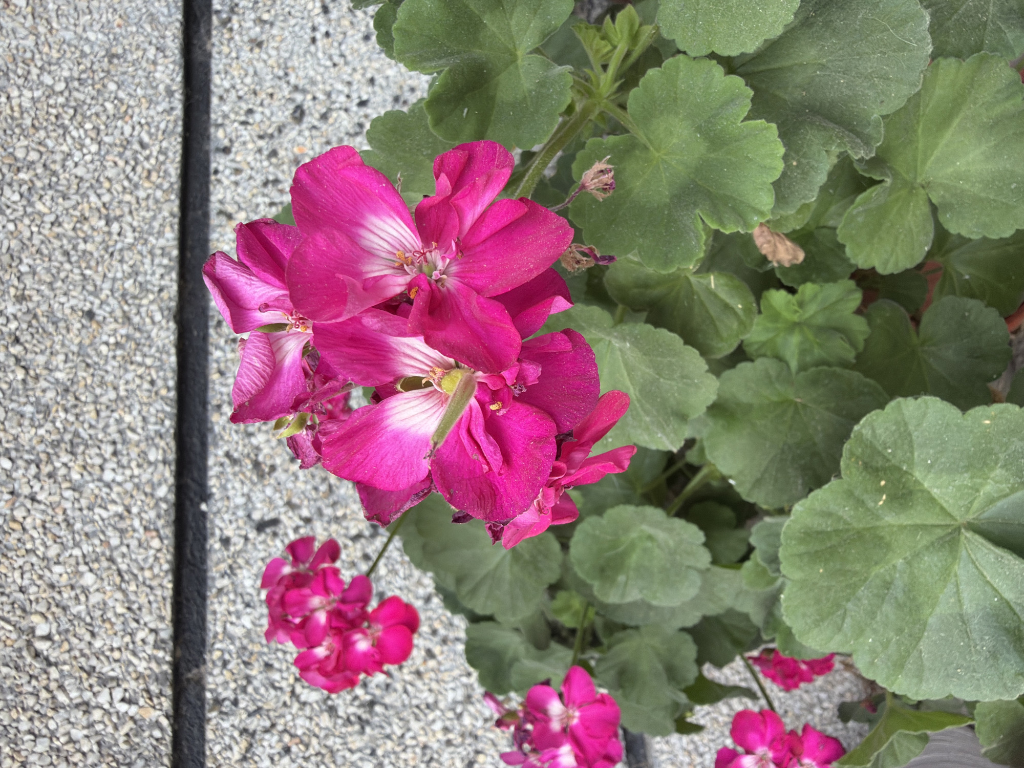 The image shows a close-up view of vibrant pink geranium flowers with green leaves. The flowers are in focus in the foreground, displaying their delicate petals with white veins. In the background, a textured wall made of small, gray and white stones is visible. The overall scene suggests an outdoor setting, likely a garden or a patio, possibly in the city of Svilengrad, Bulgaria, given the context of the request. No people or specific actions are depicted in the image.