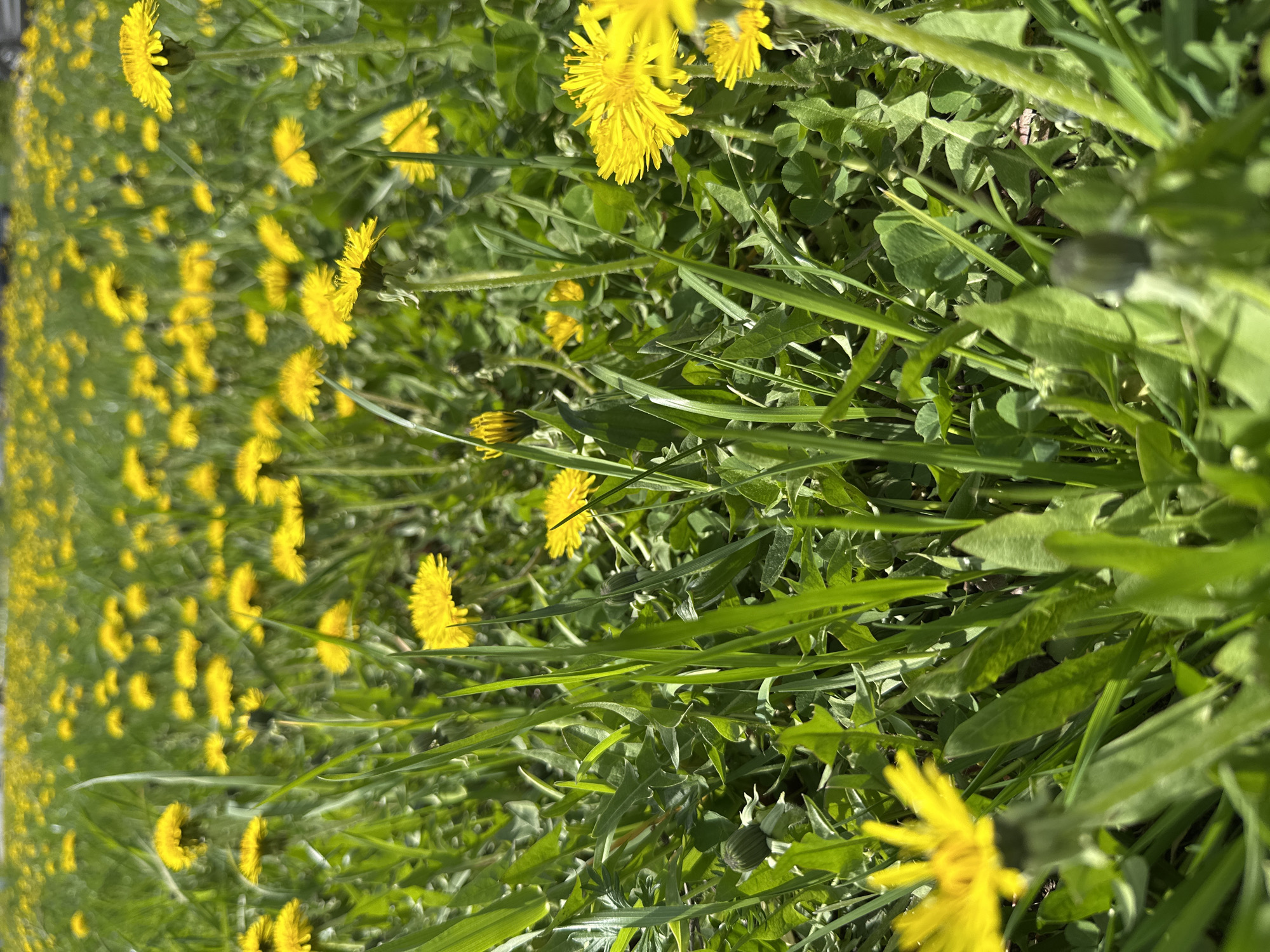 The image shows a close-up view of a field of dandelions and mixed grasses, likely in a natural or minimally managed area. The yellow dandelion flowers are numerous and scattered throughout the green foliage. The grass blades are also abundant, with some appearing more mature than others. The scene appears to be outdoors during daylight, with sunlight providing illumination. There is no information present in the image to connect it to the city of Chaikovsky, Russia or any specific urban location.