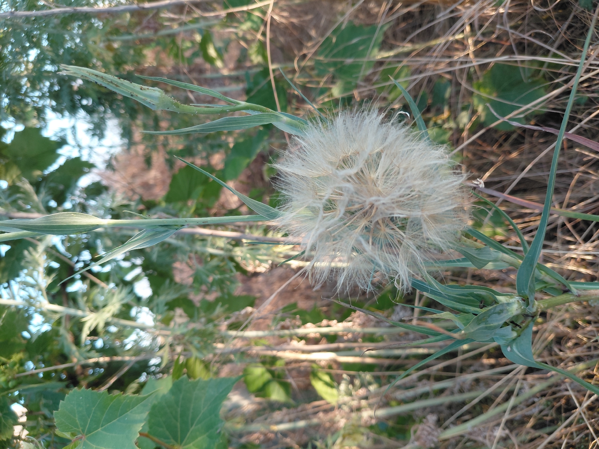 This media file is a close-up photograph of a dandelion seed head in a natural outdoor setting. The seed head is the primary subject, appearing as a fluffy, spherical cluster of white parachute-like seeds. Surrounding the seed head are long, thin green leaves and stems, typical of wild grasses and plants. The background is composed of dry, brown grasses and foliage, suggesting a slightly arid or late-season environment. The lighting indicates it may be late afternoon or early morning, with warm, golden light illuminating the scene and creating soft shadows. There are no people or specific objects other than the plant itself. The scene is likely a field or meadow, given the abundance of wild vegetation. No text is visible in the image. The context provided suggests this scene is located in Vasylivka, Ukraine.